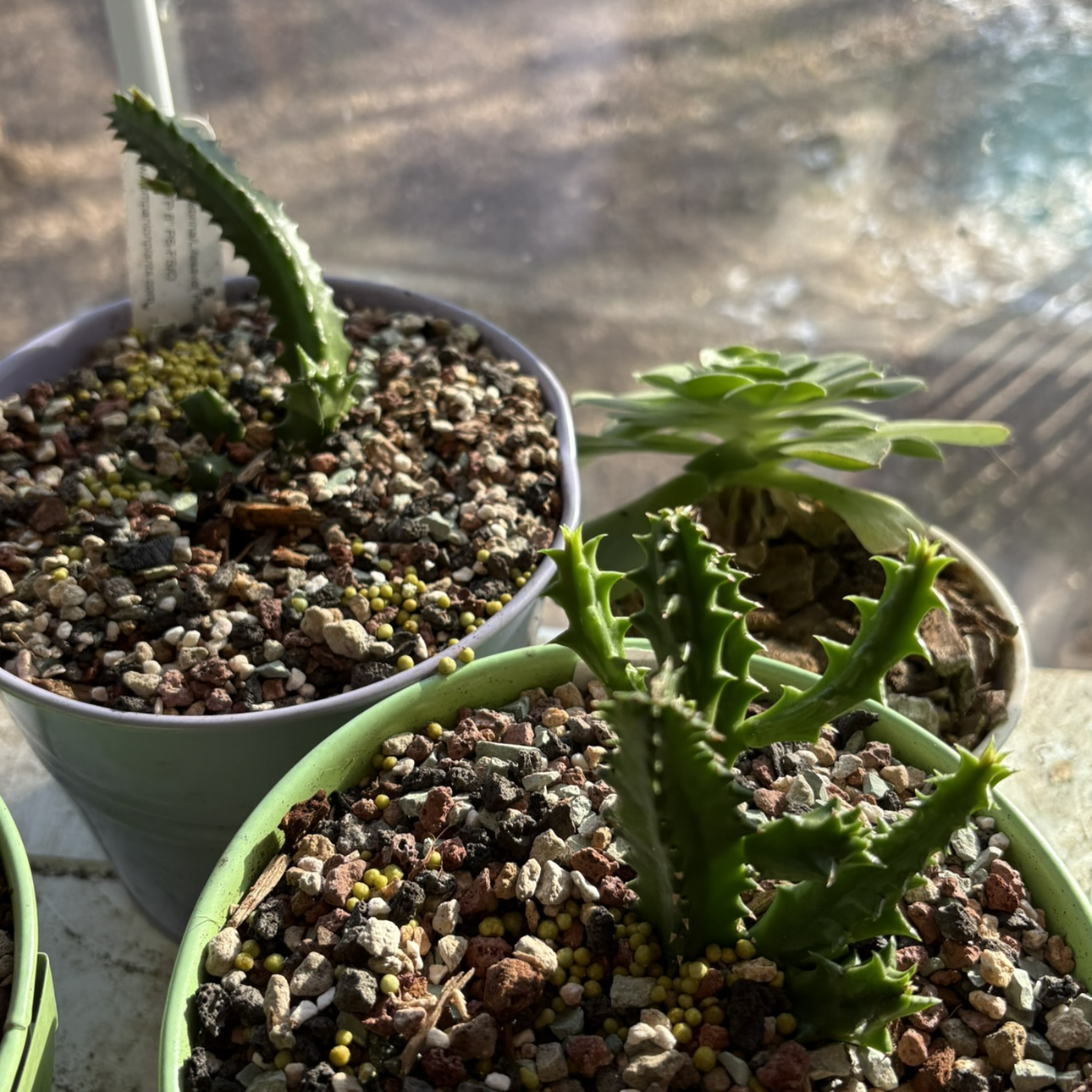 Photo of the plant species Variegated Lifesaver Plant by @Idplantthat named Lil stink on Greg, the plant care app