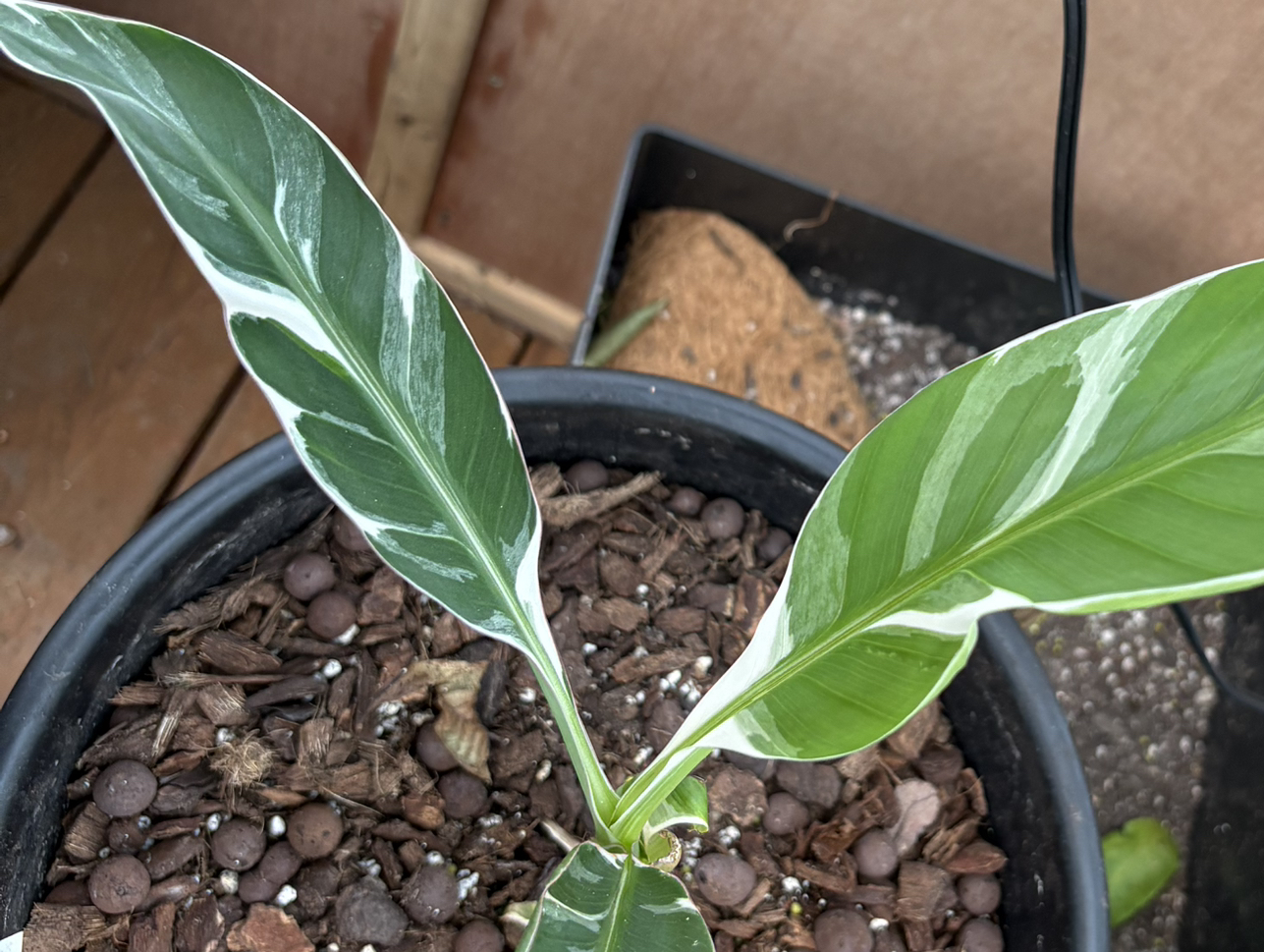 Photo of the plant species Florida Variegated Banana by @Idplantthat named Saffron Peach on Greg, the plant care app