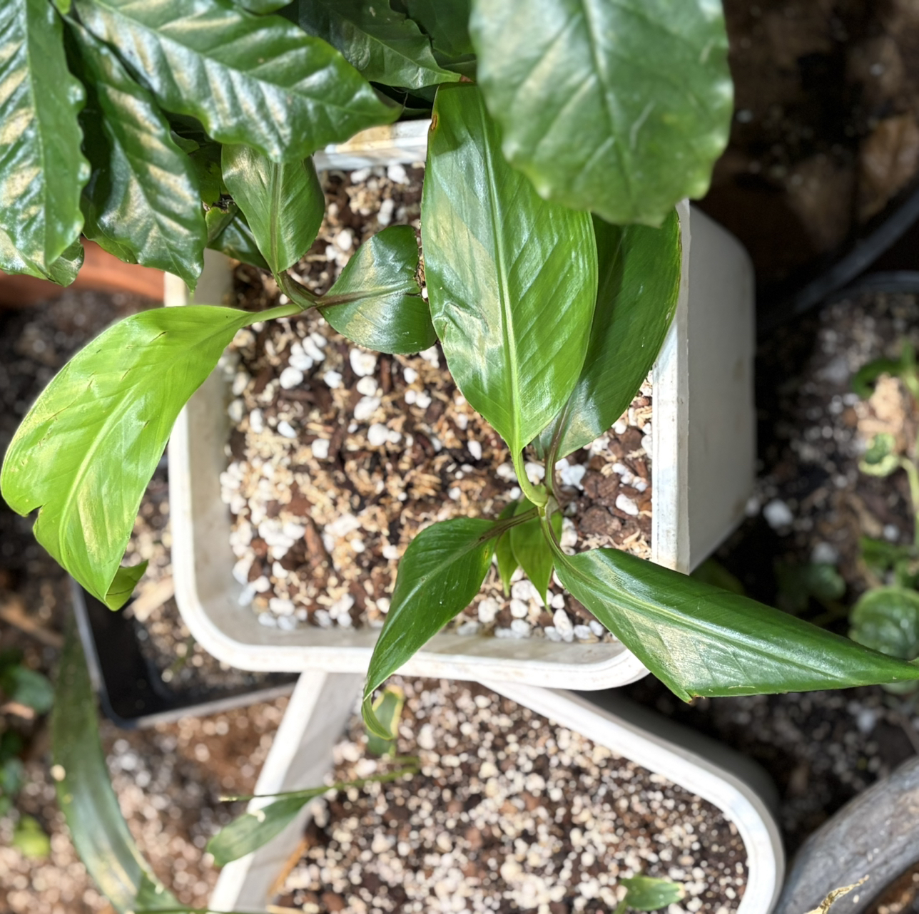 Photo of the plant species Red Banana by @Idplantthat named Apricot fox 🦊 on Greg, the plant care app