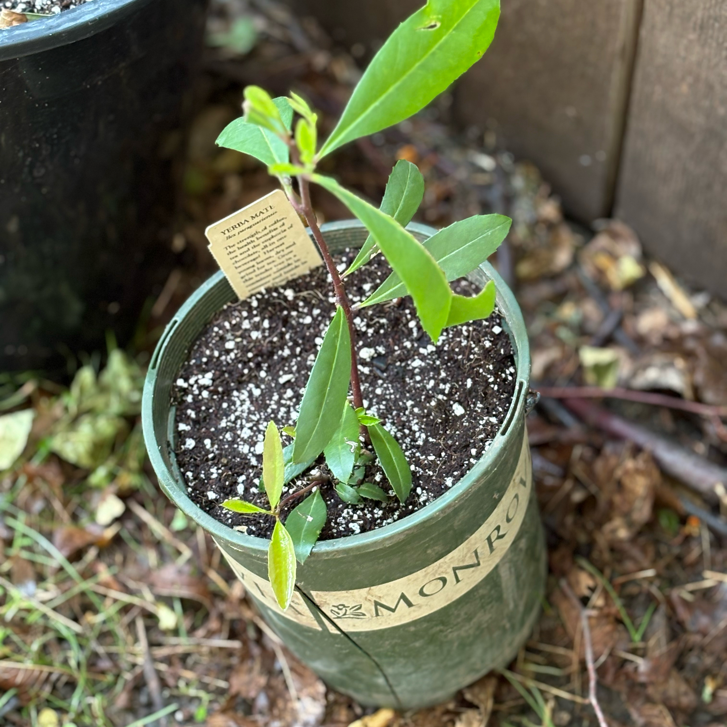 Photo of the plant species yerba mate by @Idplantthat named Gaucho on Greg, the plant care app