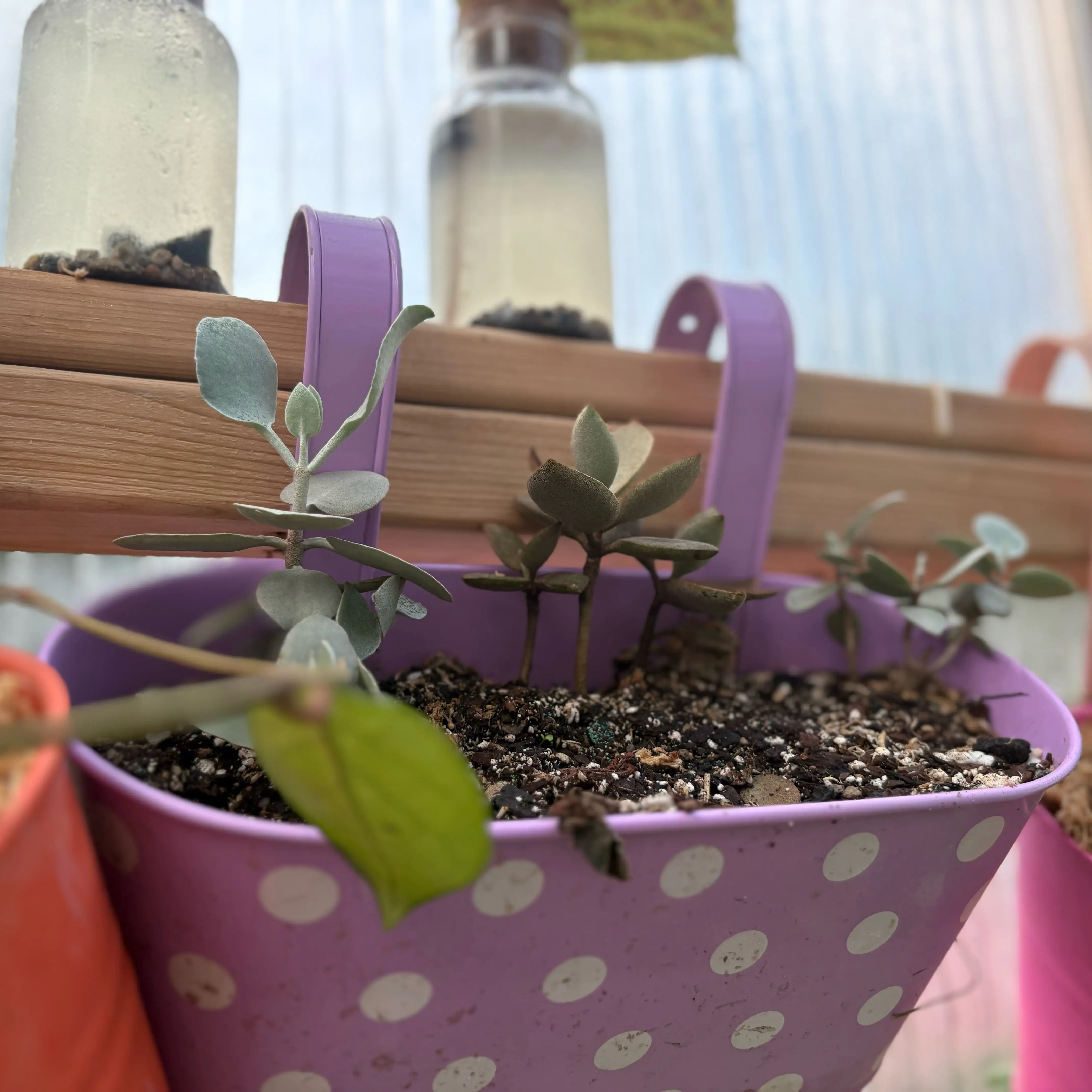 Photo of the plant species Silver Teaspoons by @Idplantthat named Silver spoon on Greg, the plant care app