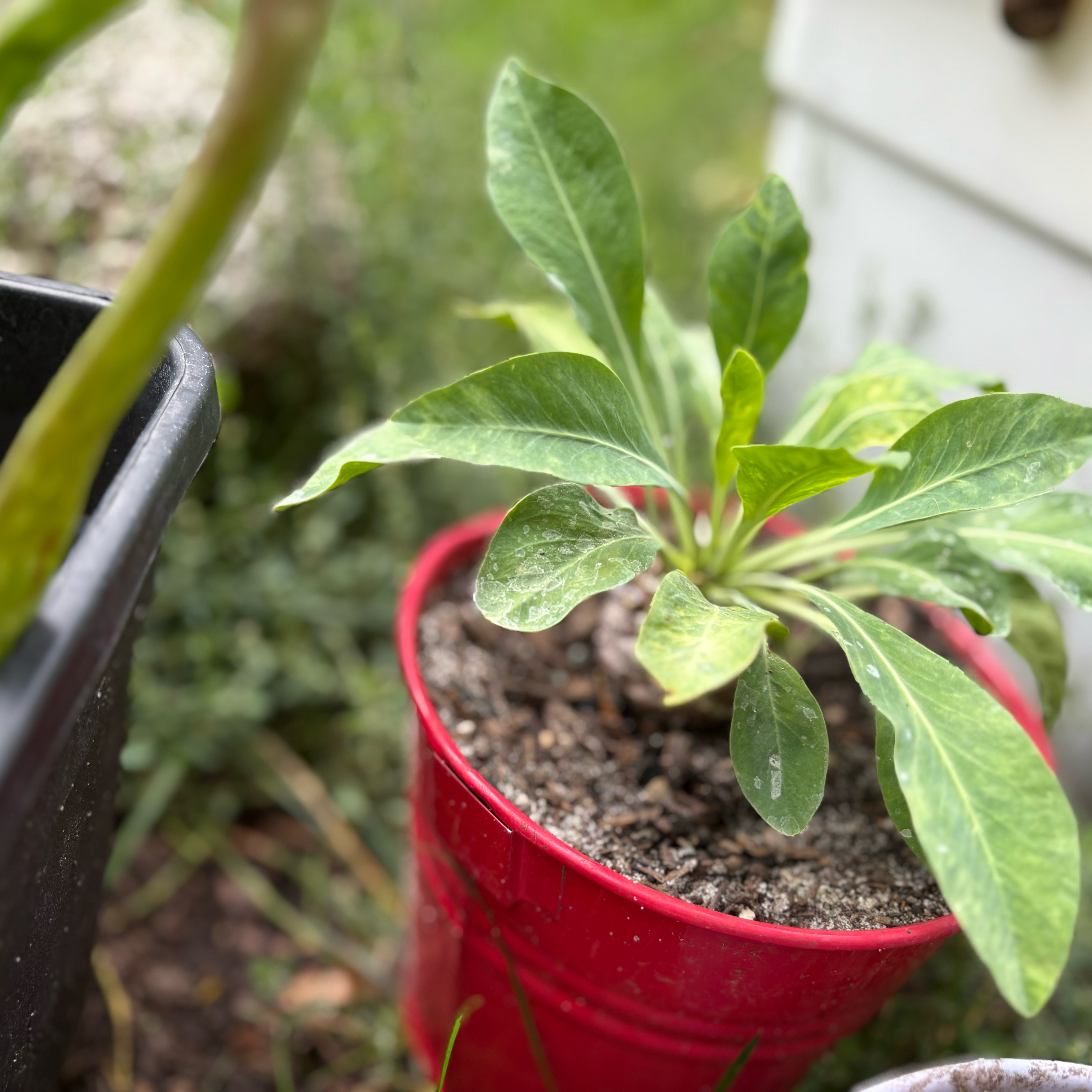 Photo of the plant species Pine Cone Plant by @Idplantthat named Piney on Greg, the plant care app
