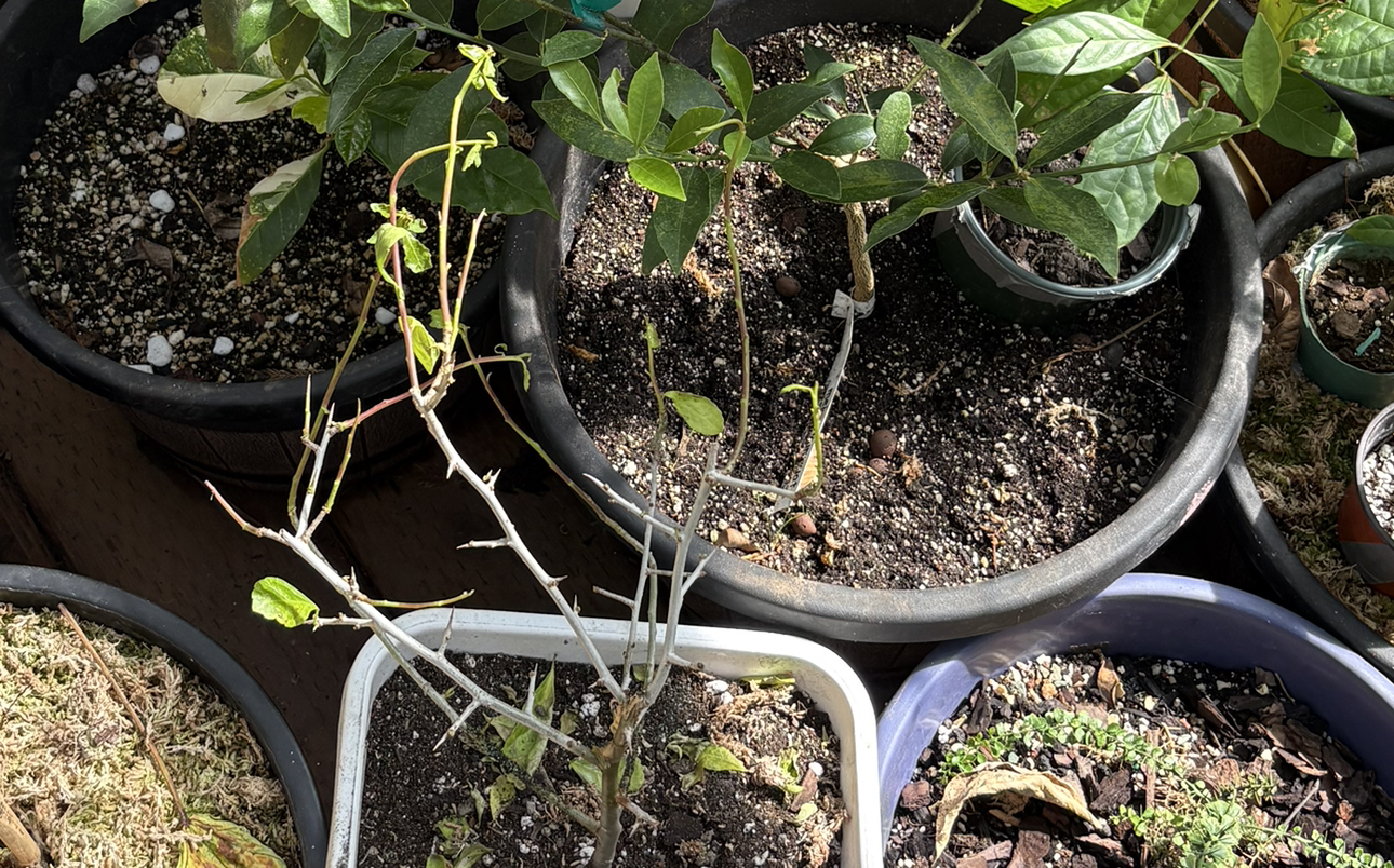 Photo of the plant species Myrrh by @Idplantthat named Bethlehem on Greg, the plant care app