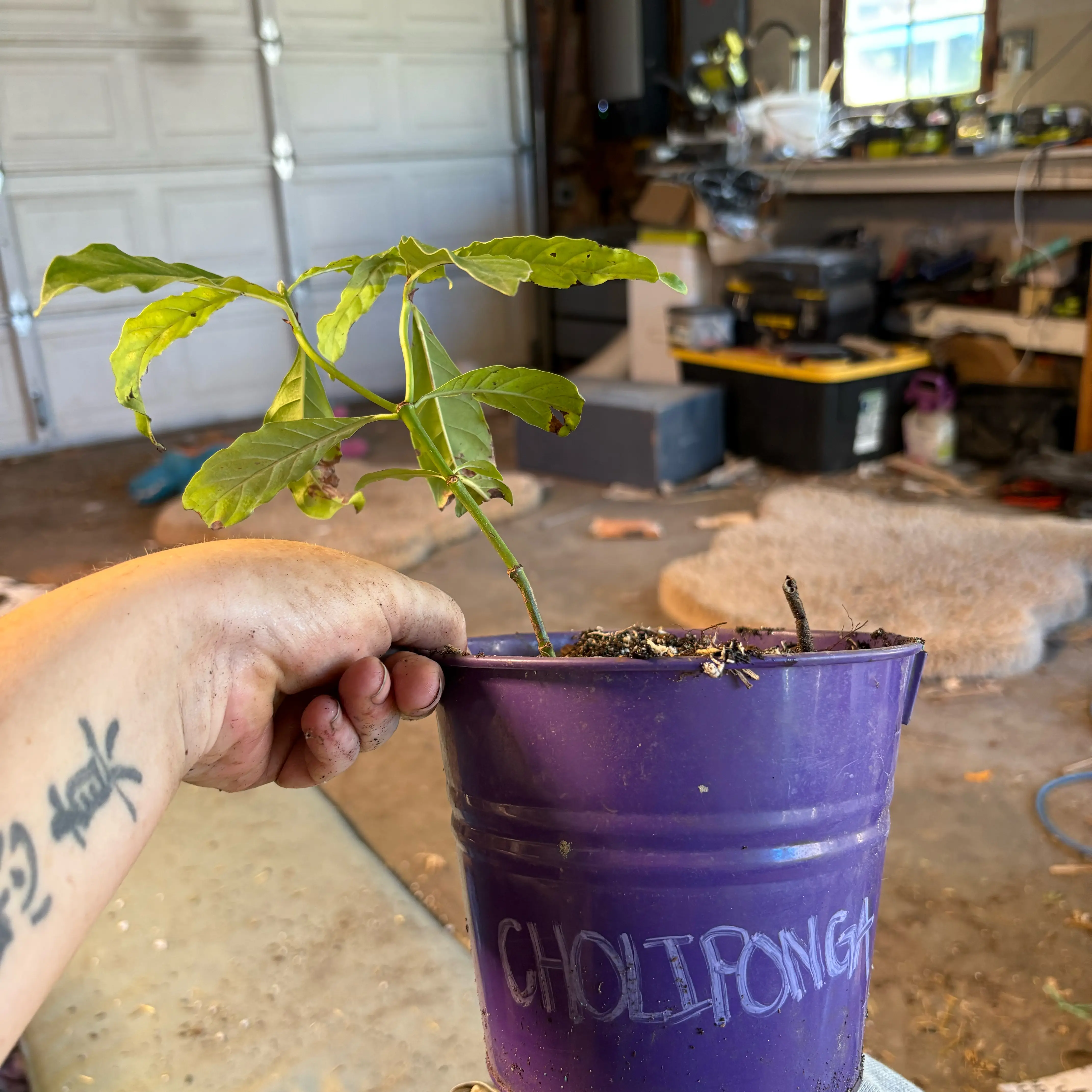Photo of the plant species Shiny Wild Coffee by @Idplantthat named Lil buddy on Greg, the plant care app