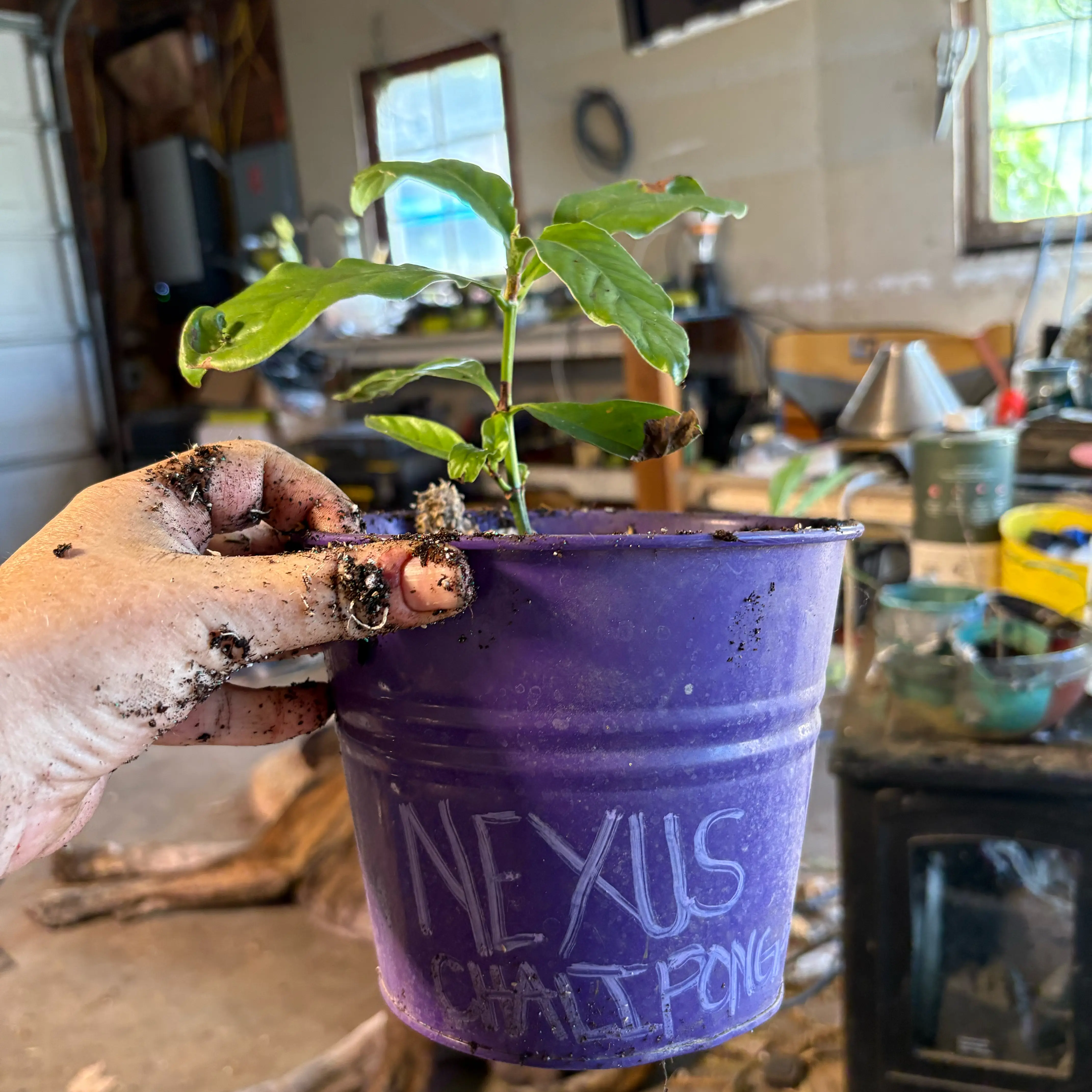 Photo of the plant species Shiny Wild Coffee by @Idplantthat named North Wind on Greg, the plant care app