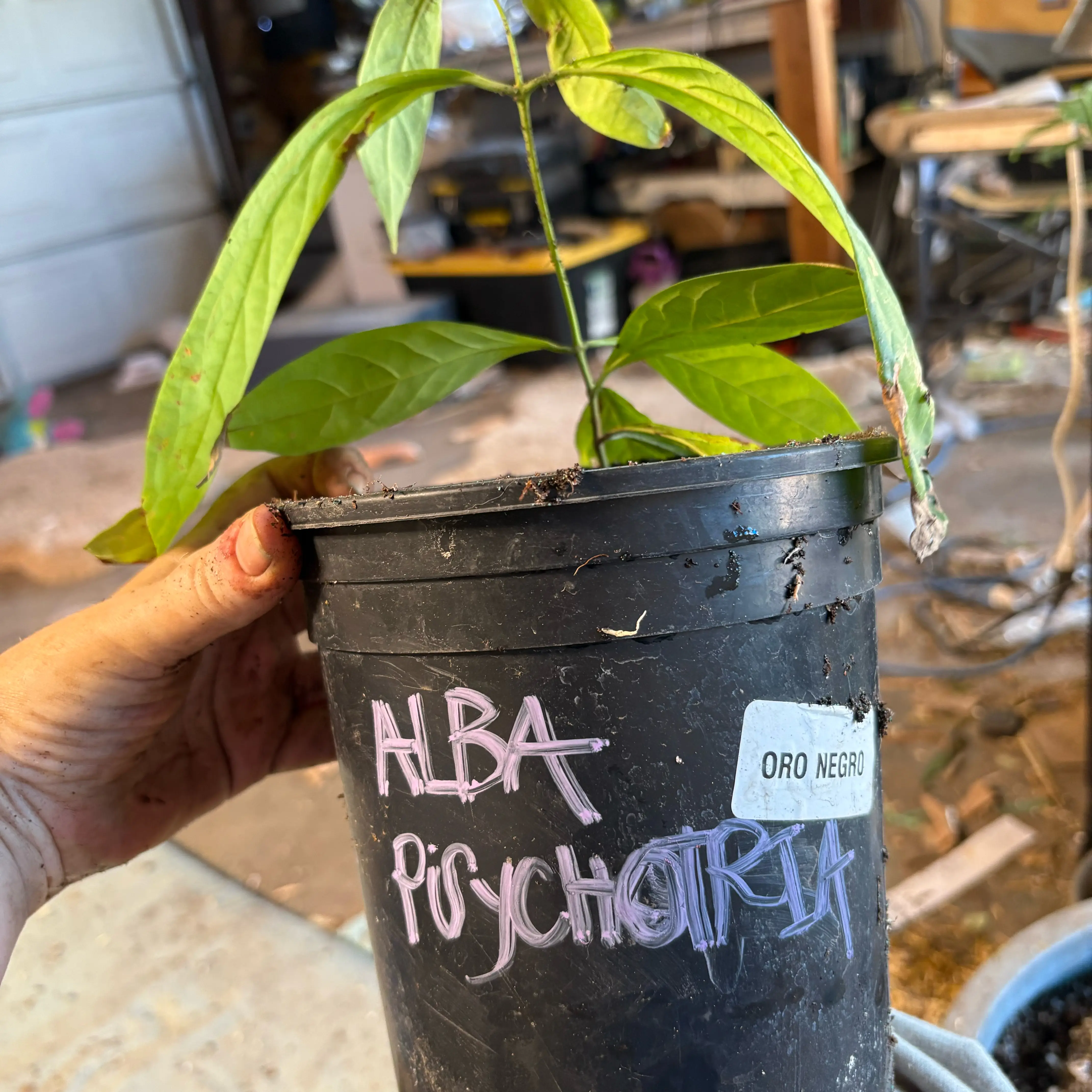 Photo of the plant species Soul Vine by @Idplantthat named Soul Train on Greg, the plant care app