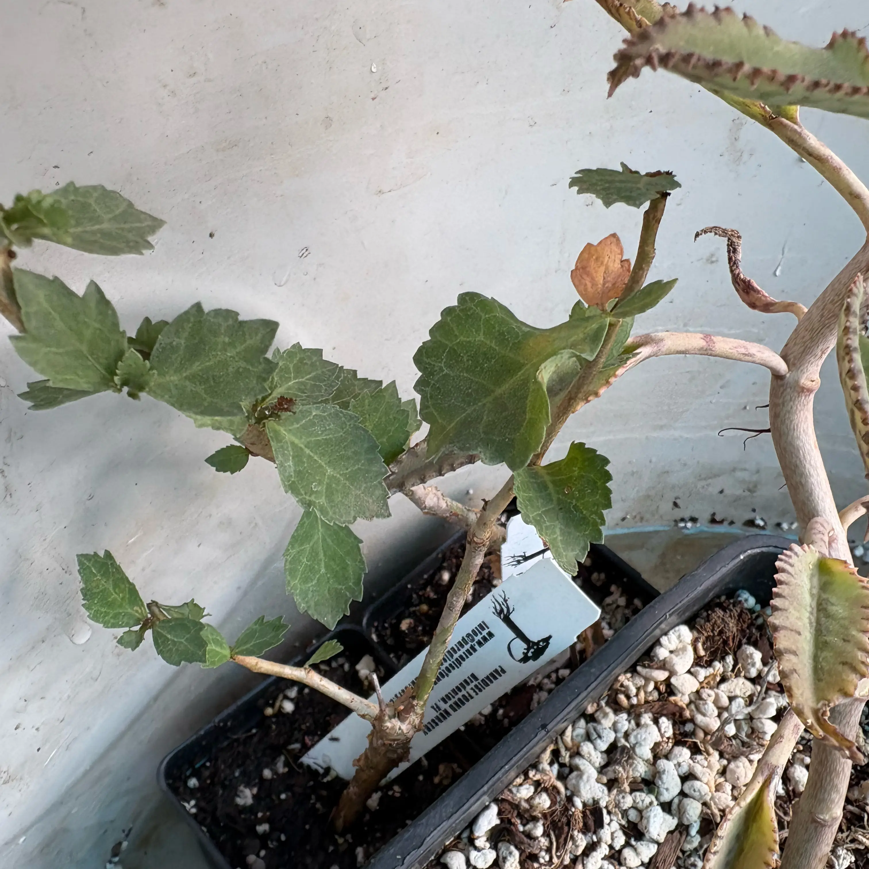 Photo of the plant species Yemen Myrrh by @Idplantthat named Legend on Greg, the plant care app