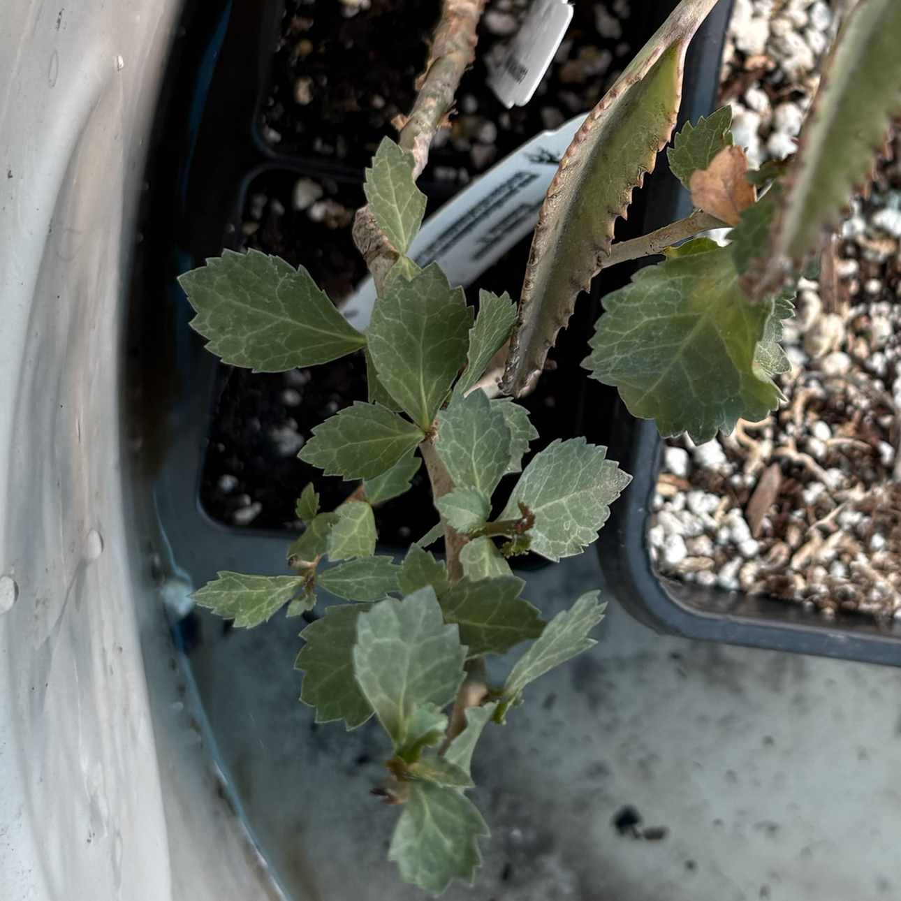 Photo of the plant species Yemen Myrrh by @Idplantthat named Myth on Greg, the plant care app