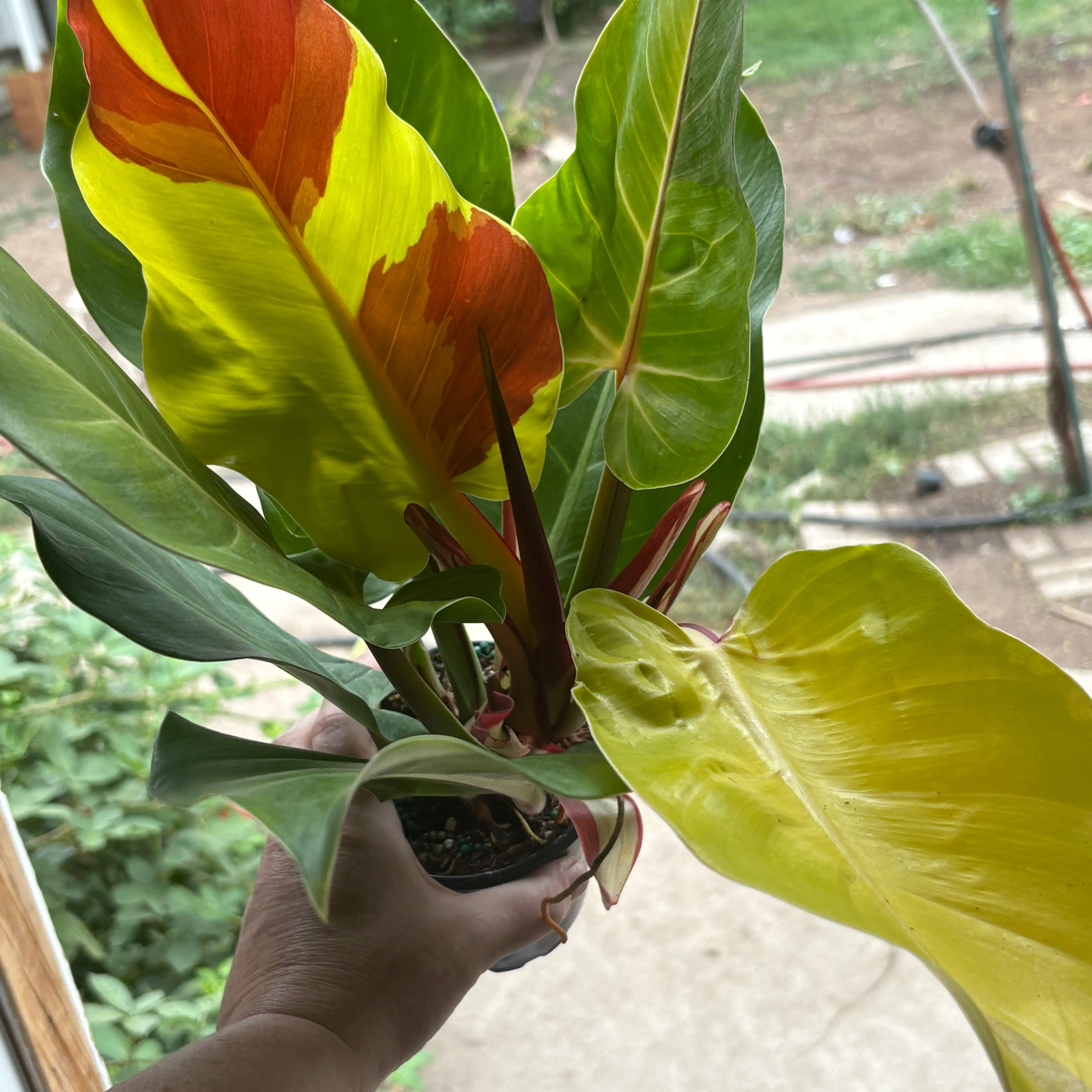 Photo of the plant species Yellow Flame Philodendron by @Idplantthat named Mirabelle on Greg, the plant care app