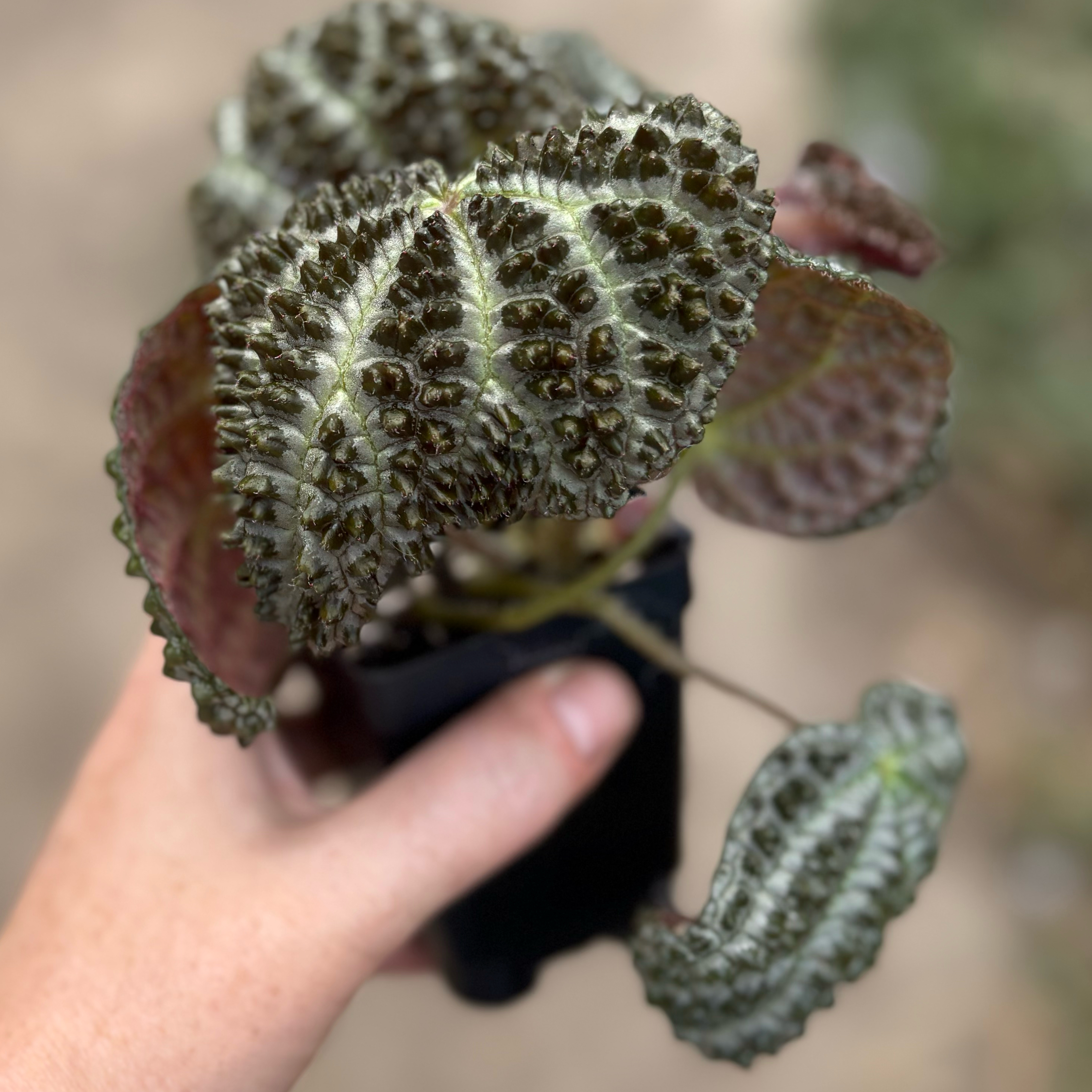 Photo of the plant species Scorzoneroides montaniformis by @Idplantthat named Dinosaur 🦖 on Greg, the plant care app