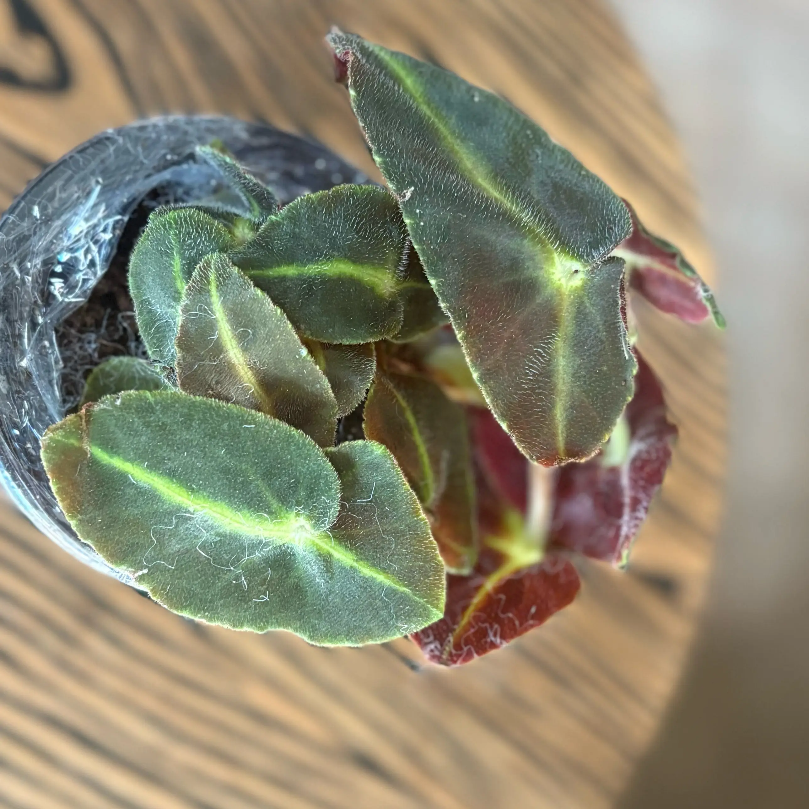 Photo of the plant species Listada Begonia by @Idplantthat named Unicorn 🦄 Dream on Greg, the plant care app