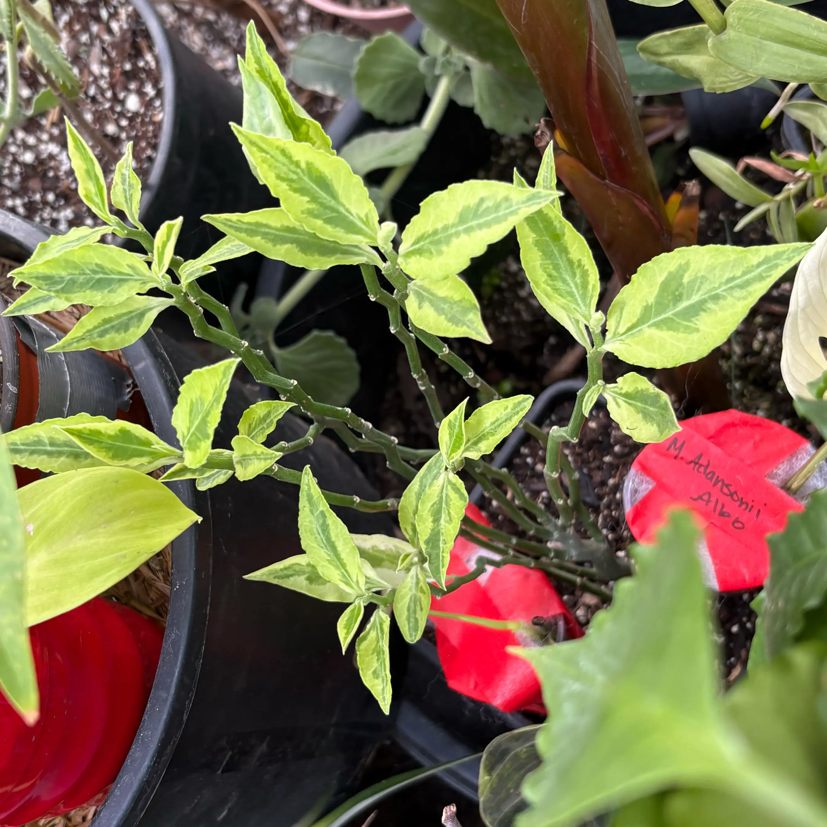 Photo of the plant species Variegated Devil's Backbone by @Idplantthat named The Pink Devil on Greg, the plant care app