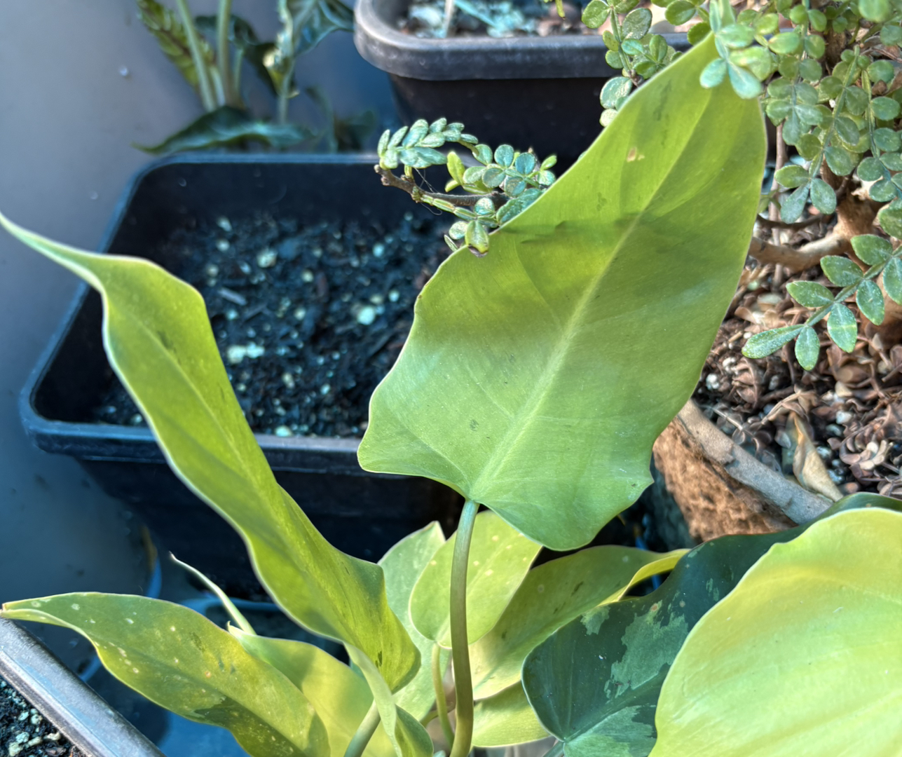 Photo of the plant species Philodendron 'Jungle Fever Yellow' by @Idplantthat named Amazon on Greg, the plant care app