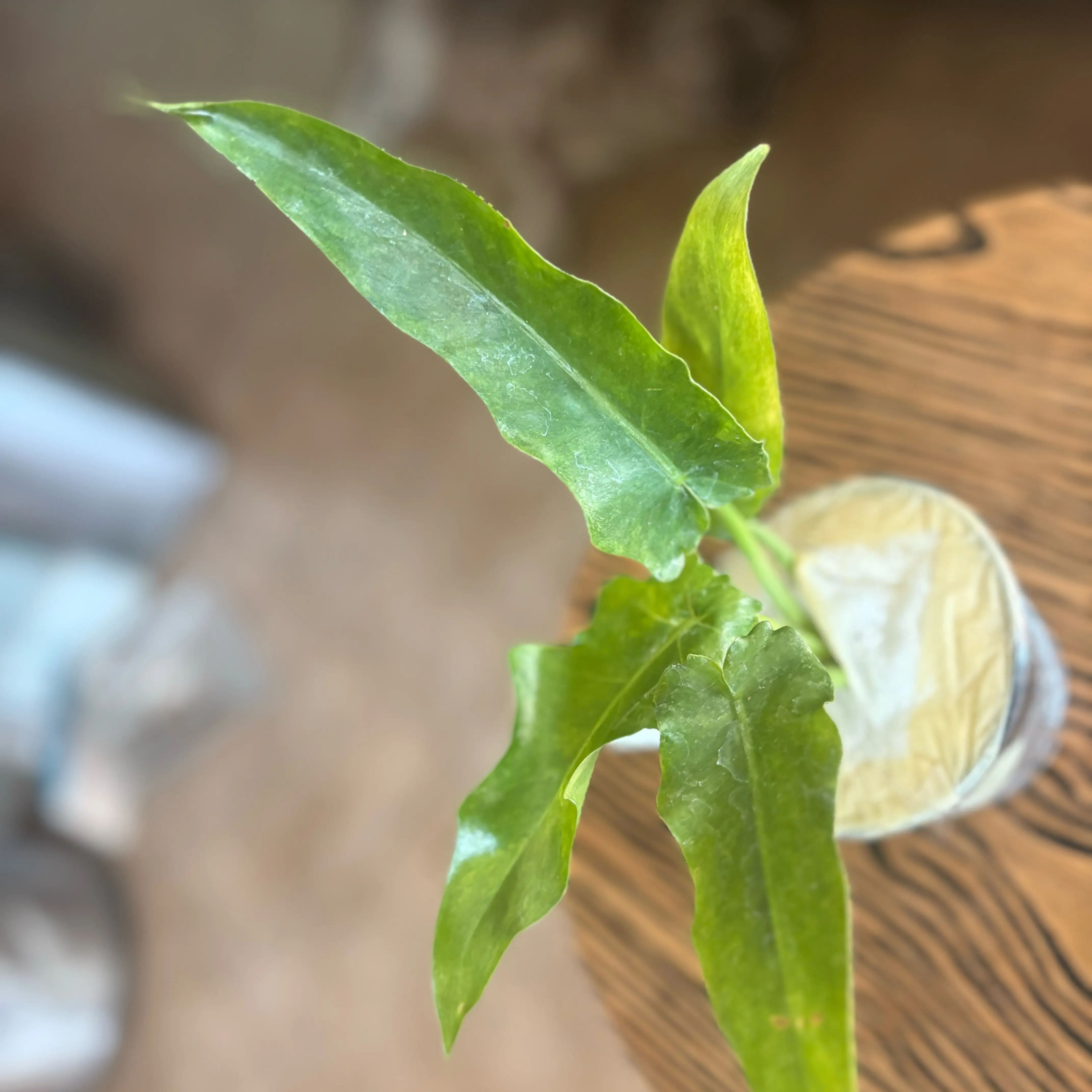 Photo of the plant species Philodendron Bob Cee by @Idplantthat named Winchester on Greg, the plant care app