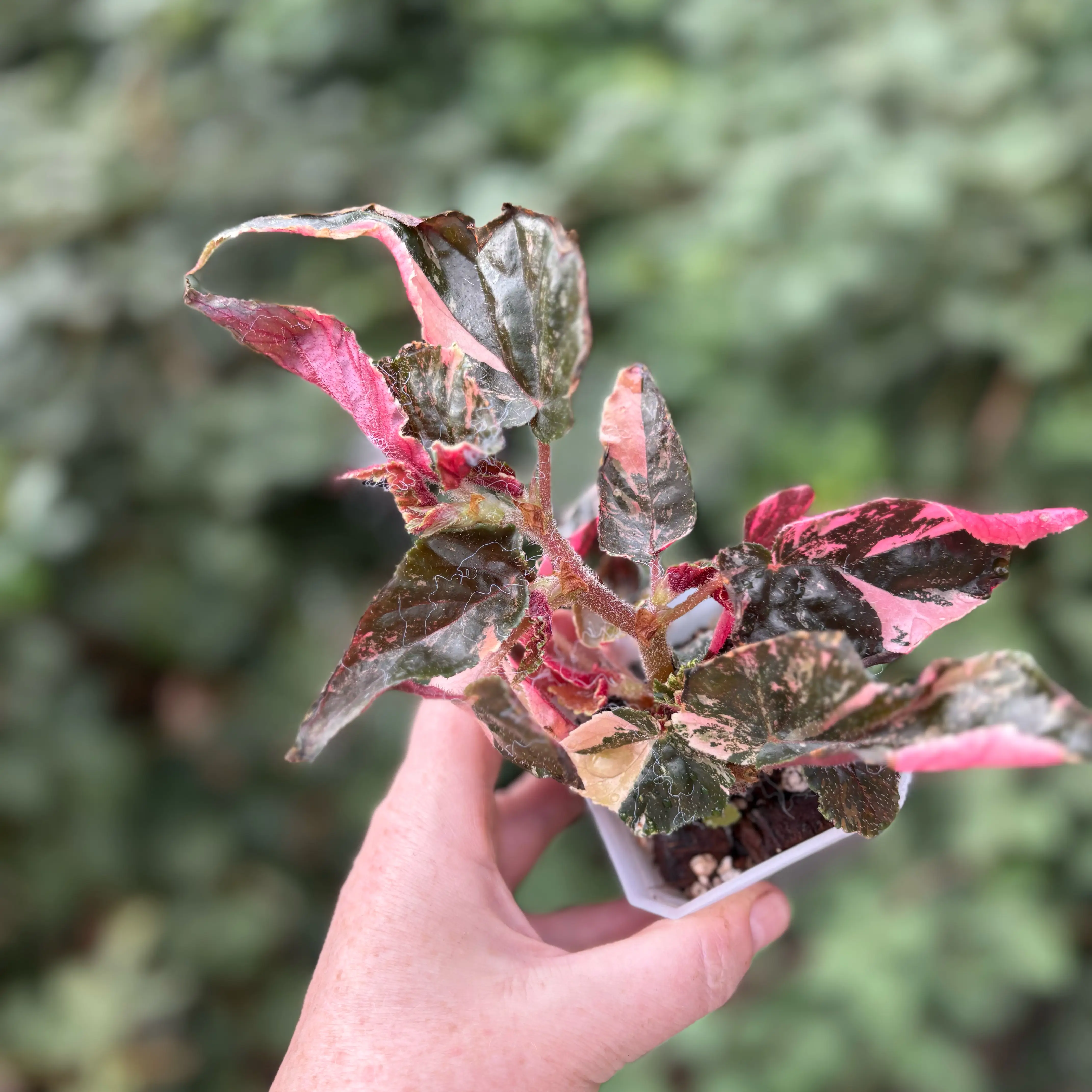 Photo of the plant species Begonia Ginny by @Idplantthat named Galaxy on Greg, the plant care app