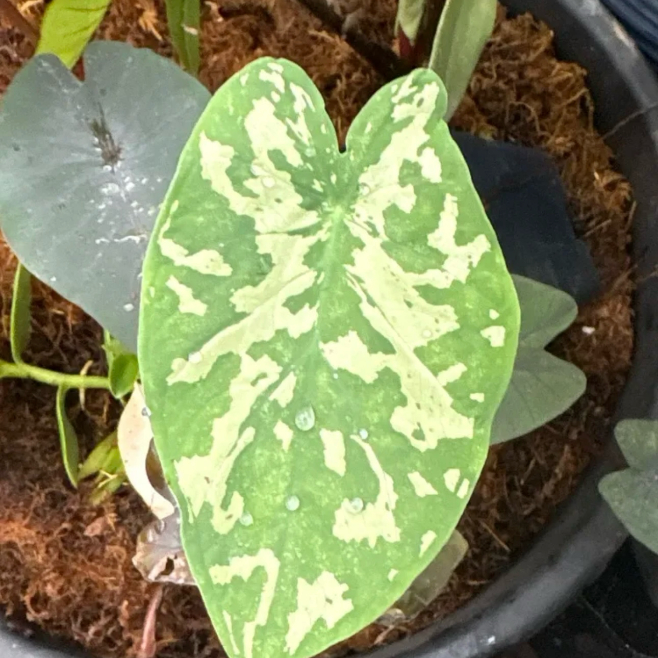 Photo of the plant species Hilo Alocasia by @Idplantthat named Froggie Toad on Greg, the plant care app