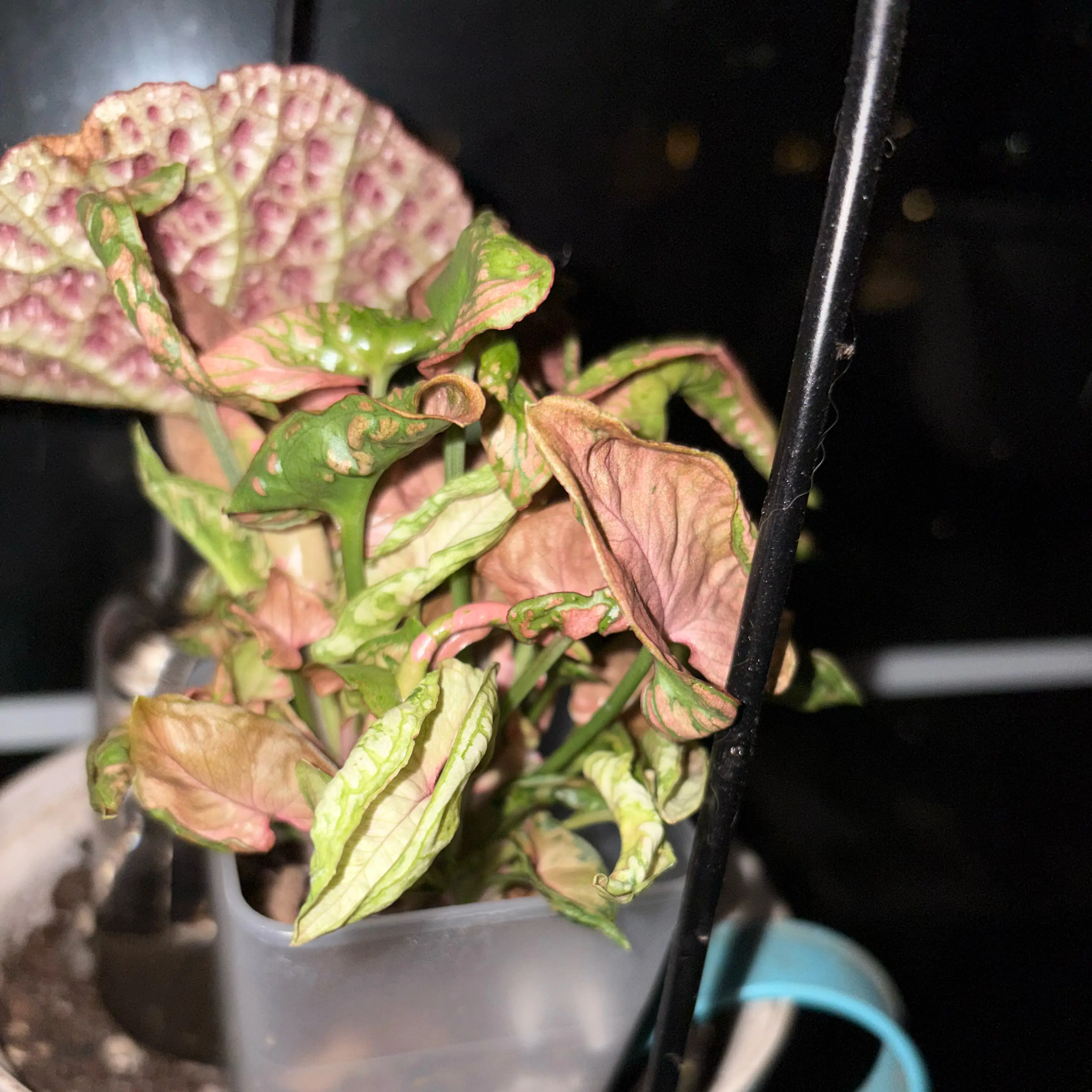 Photo of the plant species Syngonium Pink Rolli by @Idplantthat named Rolli Polli on Greg, the plant care app