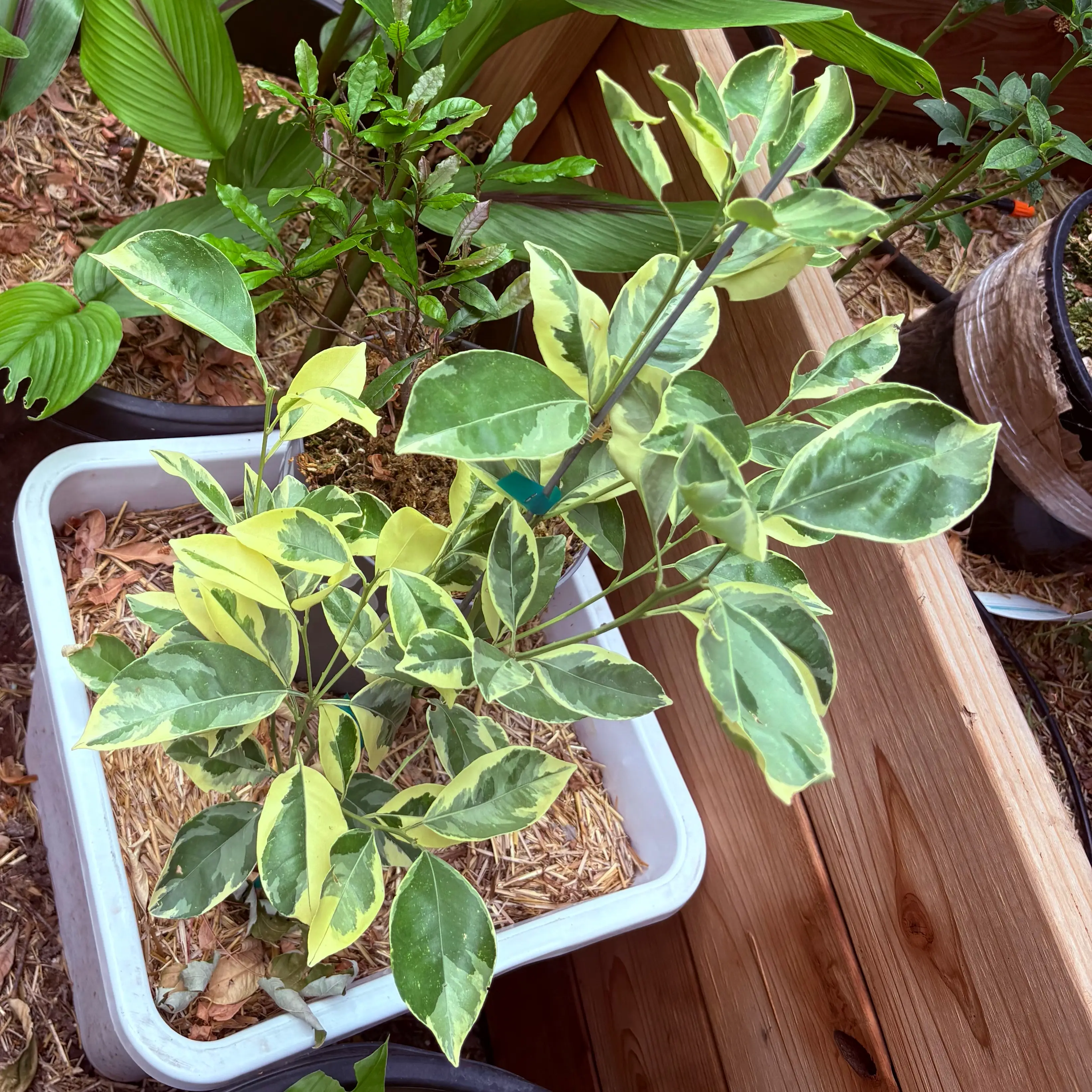 Photo of the plant species Variegated Calamondin Tree by @Idplantthat named Nimbus on Greg, the plant care app