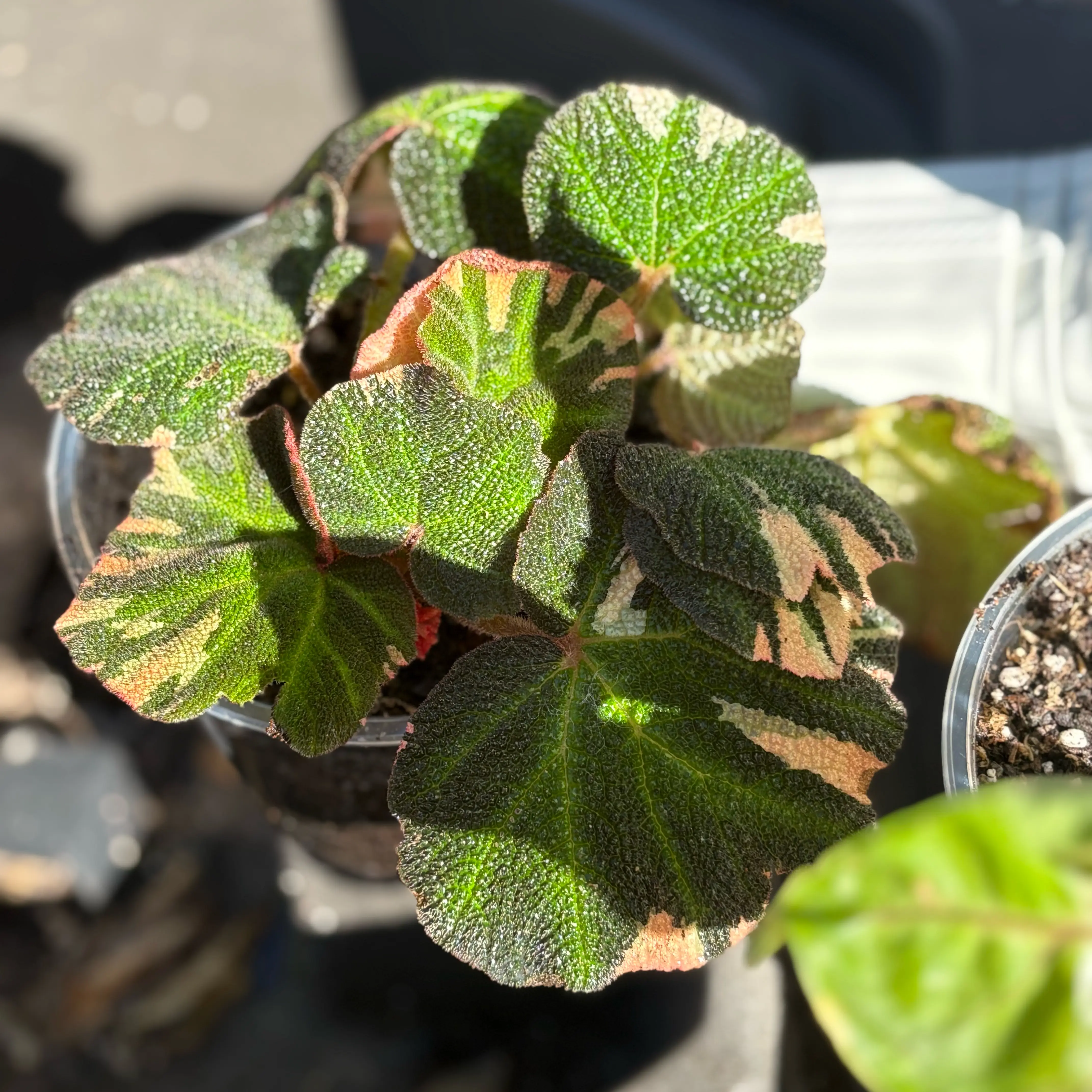 Photo of the plant species Begonia Variegated by @Idplantthat named Cai on Greg, the plant care app