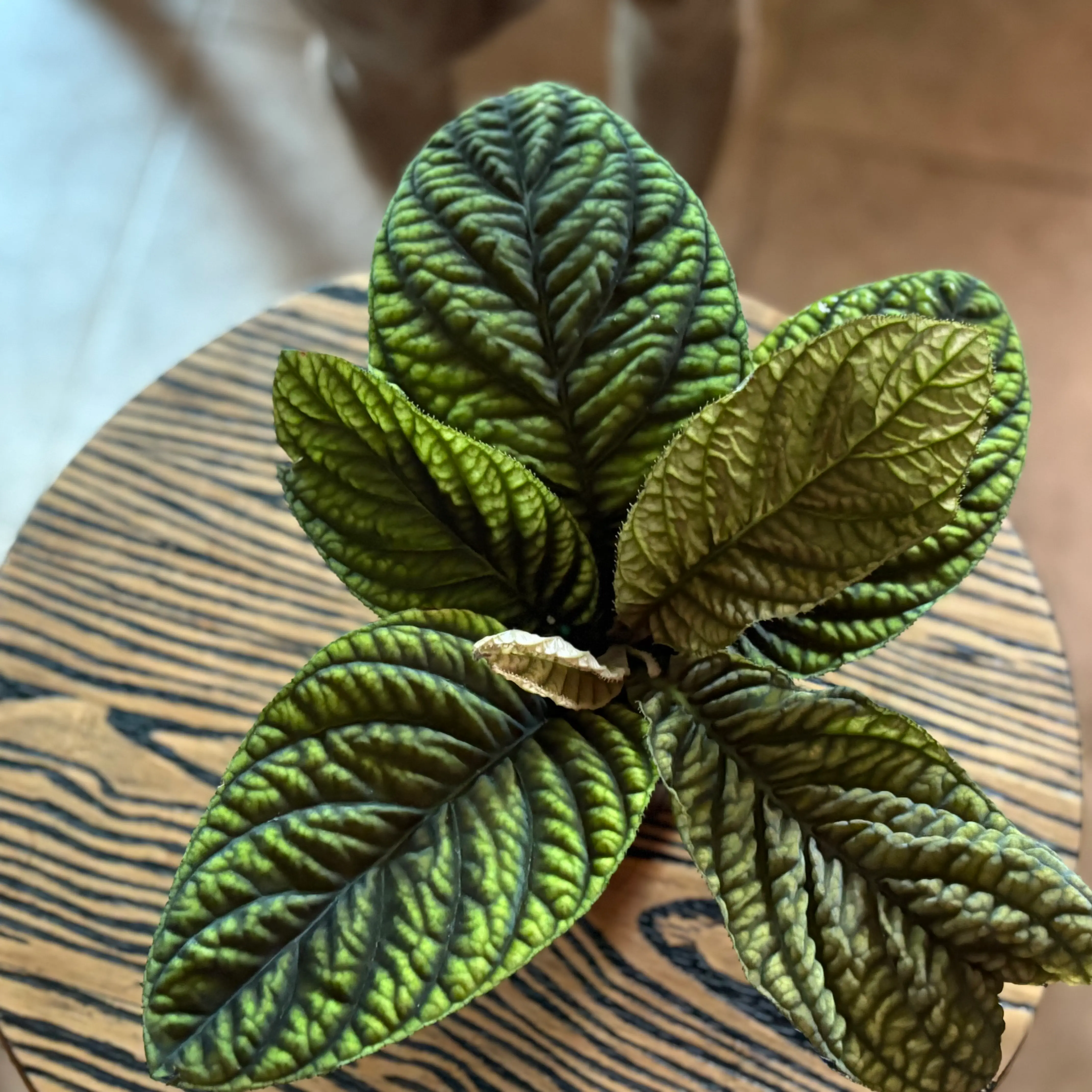 Photo of the plant species Ardisia 'Cool Fire' by @Idplantthat named Bahman on Greg, the plant care app