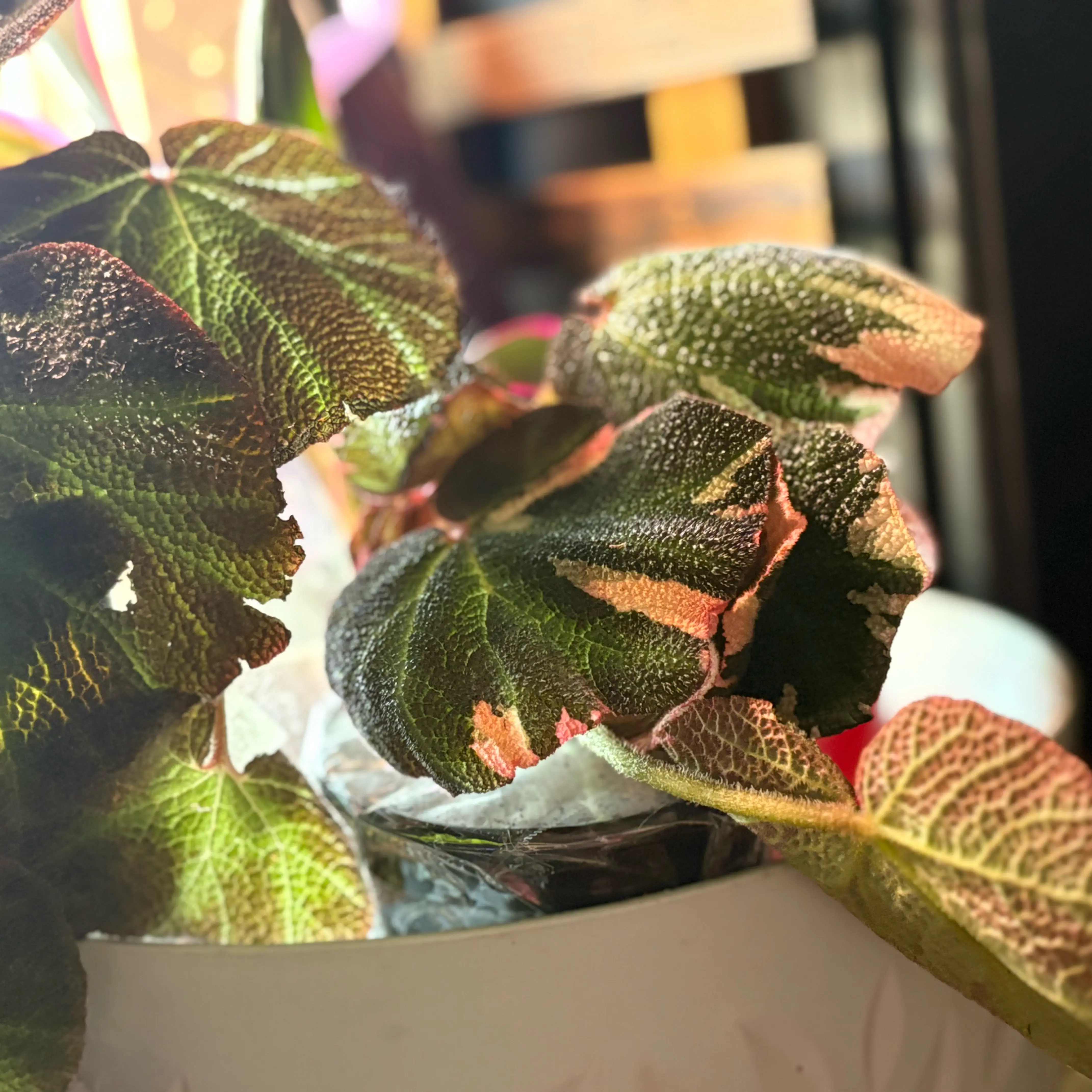 Photo of the plant species Begonia Variegated by @Idplantthat named Pink Iris on Greg, the plant care app