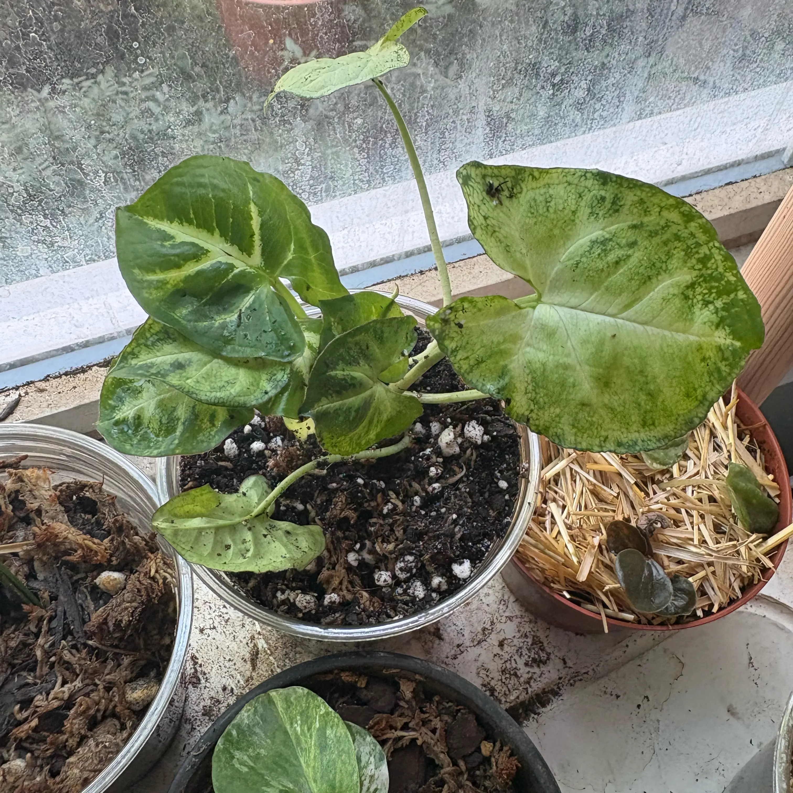 Photo of the plant species sygonium pixie by @Idplantthat named The Fates on Greg, the plant care app