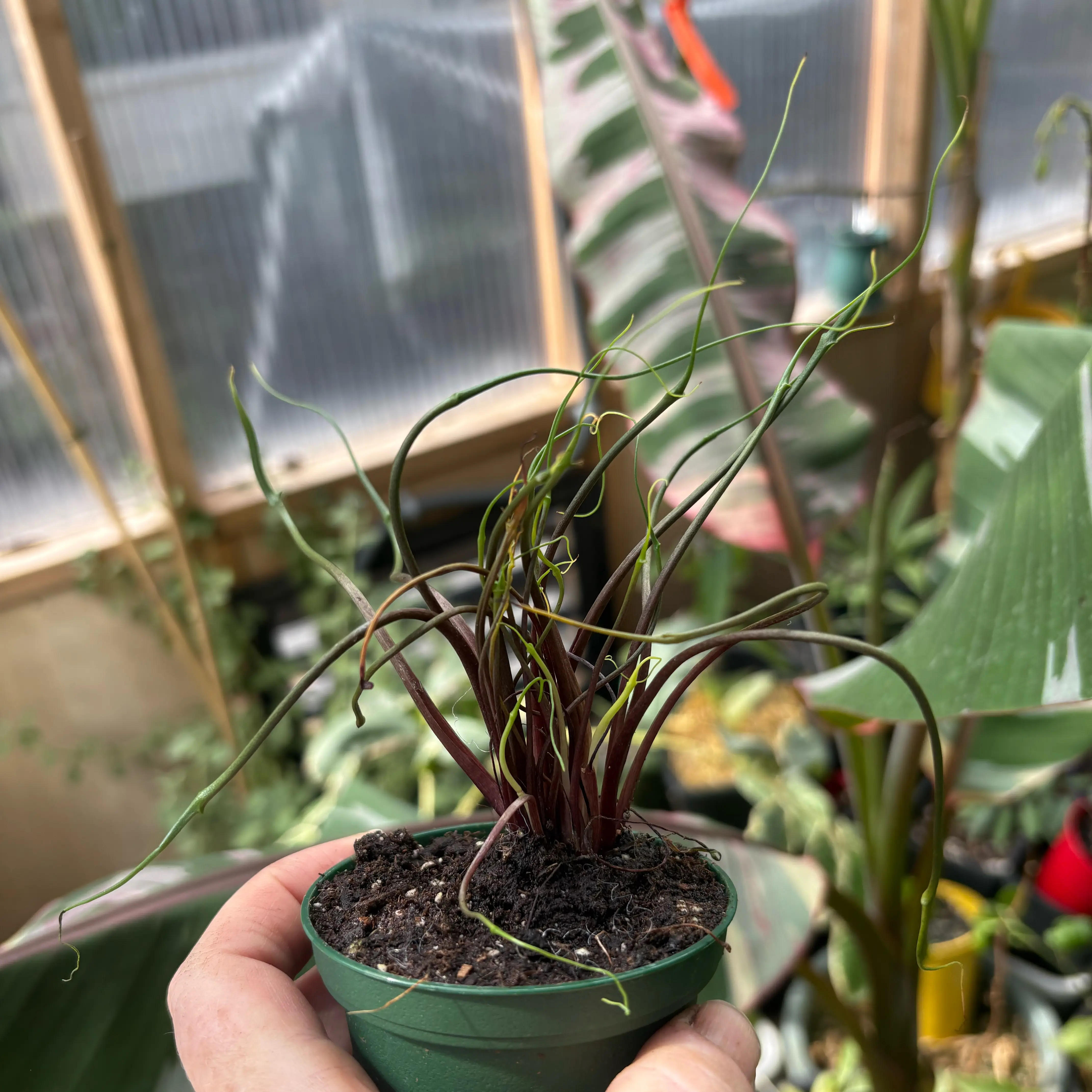 Photo of the plant species Flying Squid by @Idplantthat named Spaghetti on Greg, the plant care app