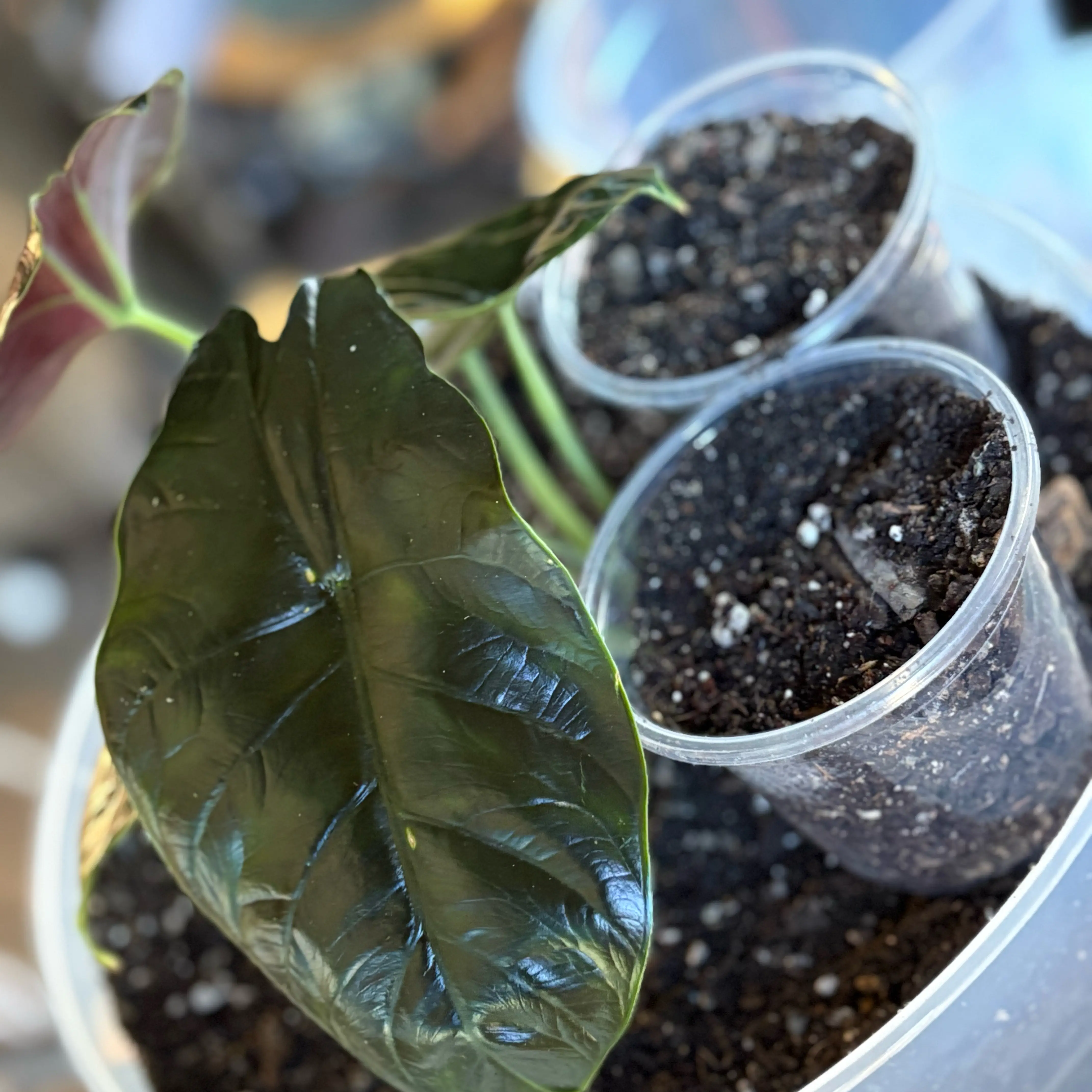 Photo of the plant species Alocasia 'Green Unicorn' by @Idplantthat named Anu on Greg, the plant care app