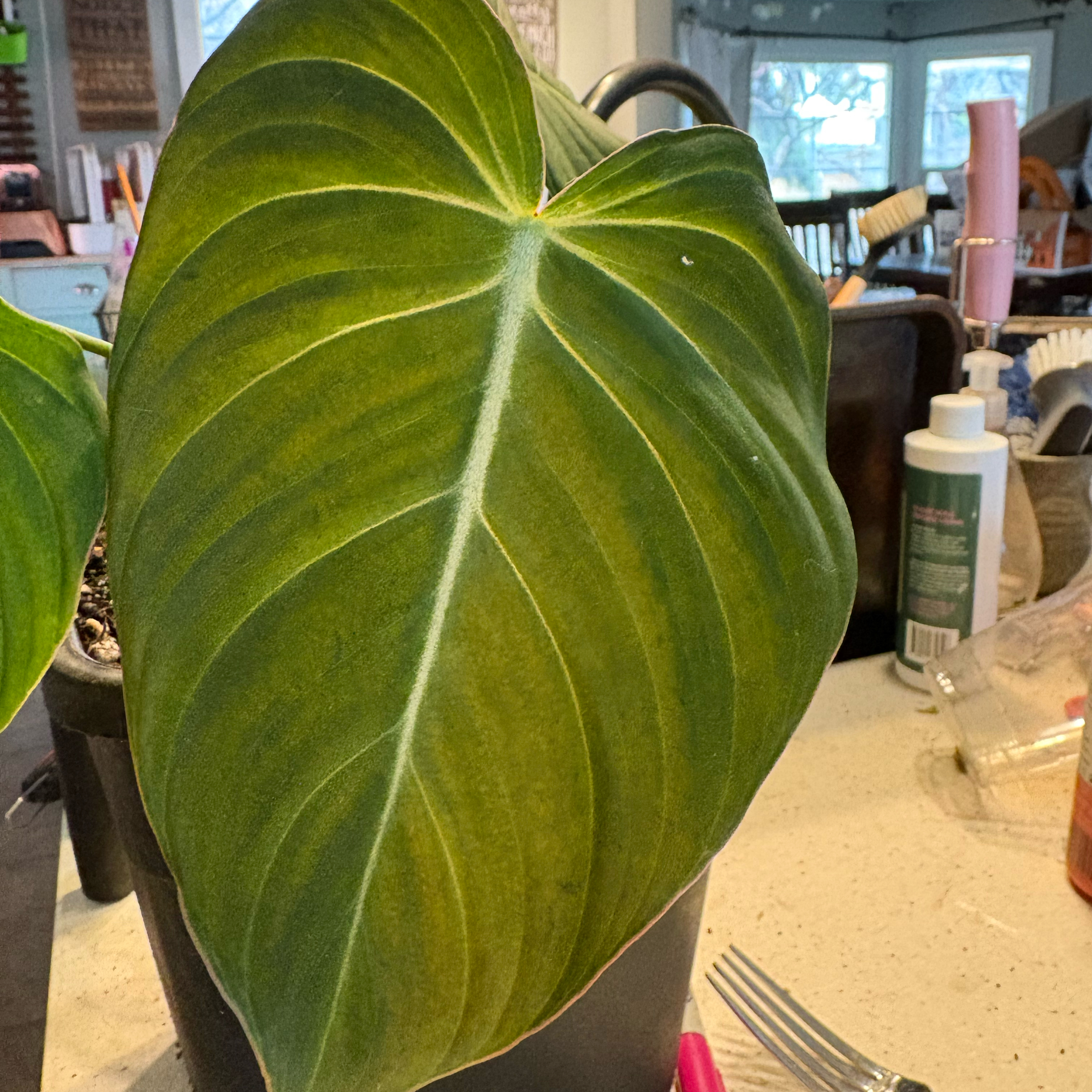Photo of the plant species Philodendron 'Verrucosum' by @Idplantthat named Amon on Greg, the plant care app