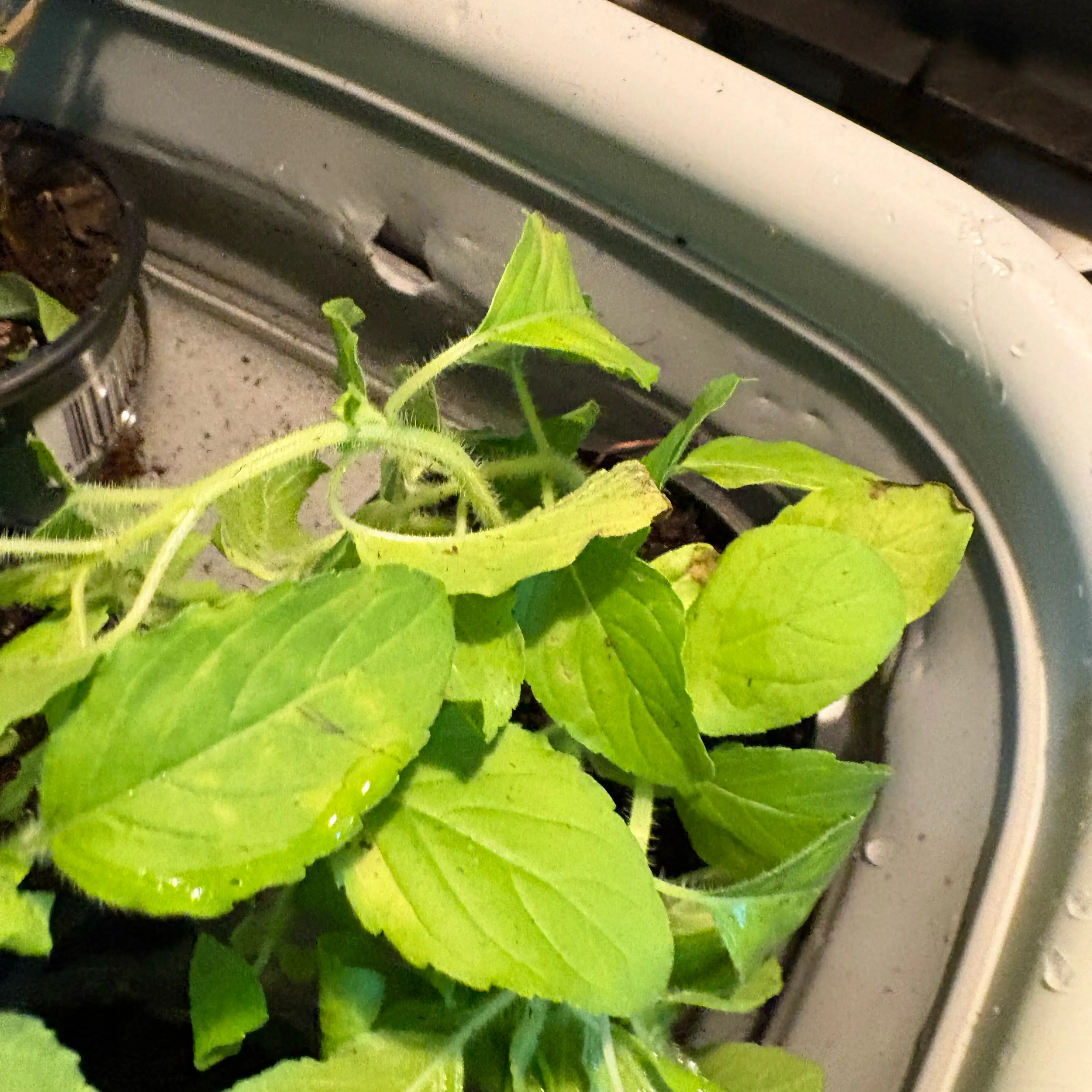 Photo of the plant species Tulsi Kapoor (Holy Basil) by @Idplantthat named Enki on Greg, the plant care app