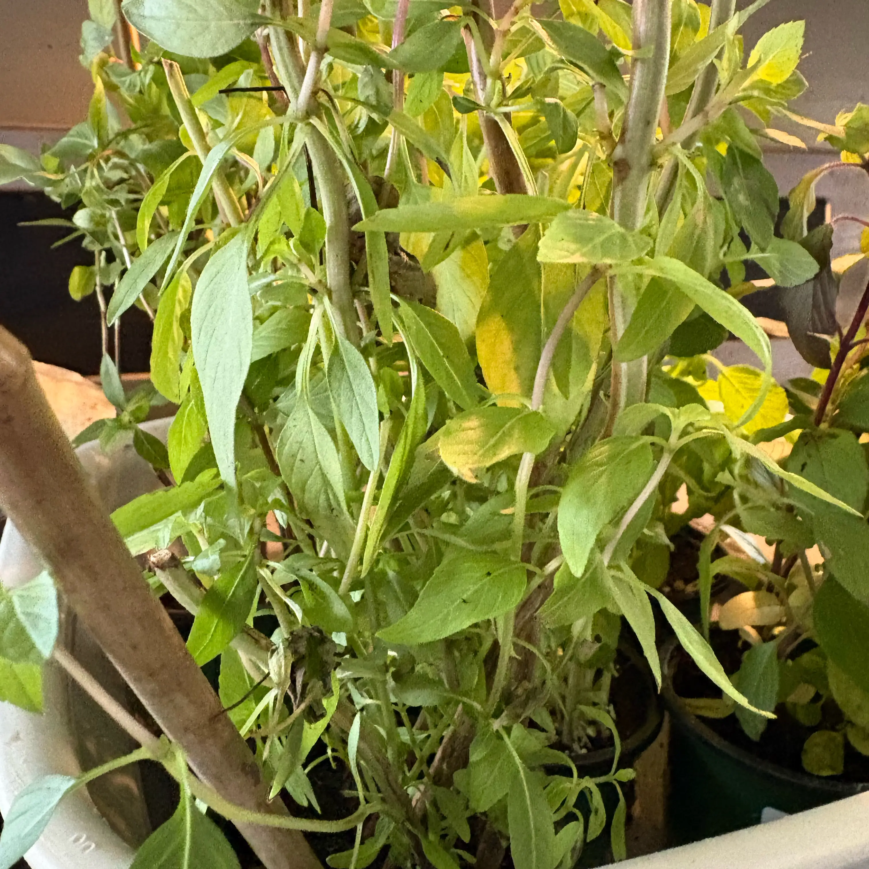Photo of the plant species Cinnamon Basil by @Idplantthat named Emer on Greg, the plant care app
