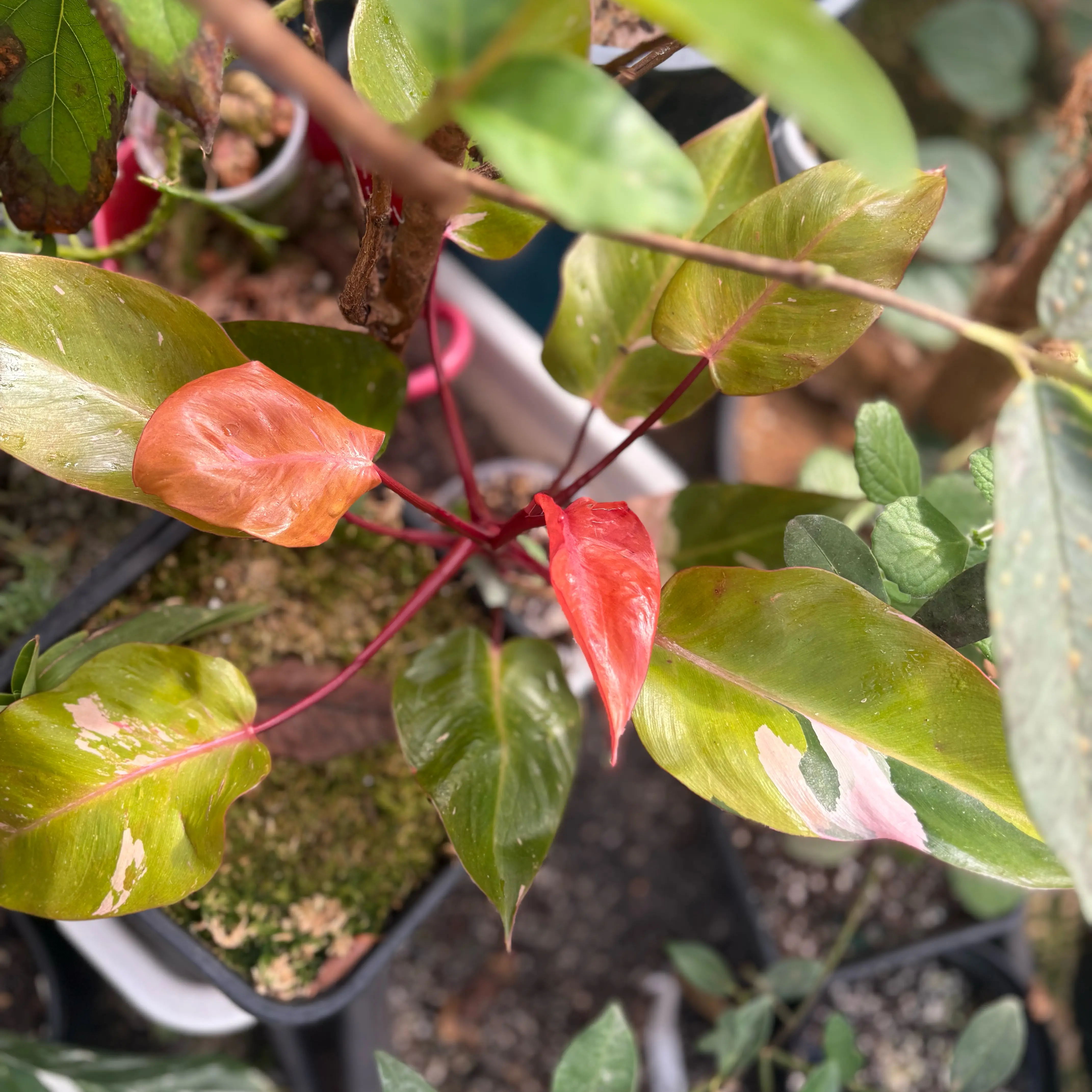 Photo of the plant species Philodendron Persimmon Princess by @Idplantthat named Lir on Greg, the plant care app