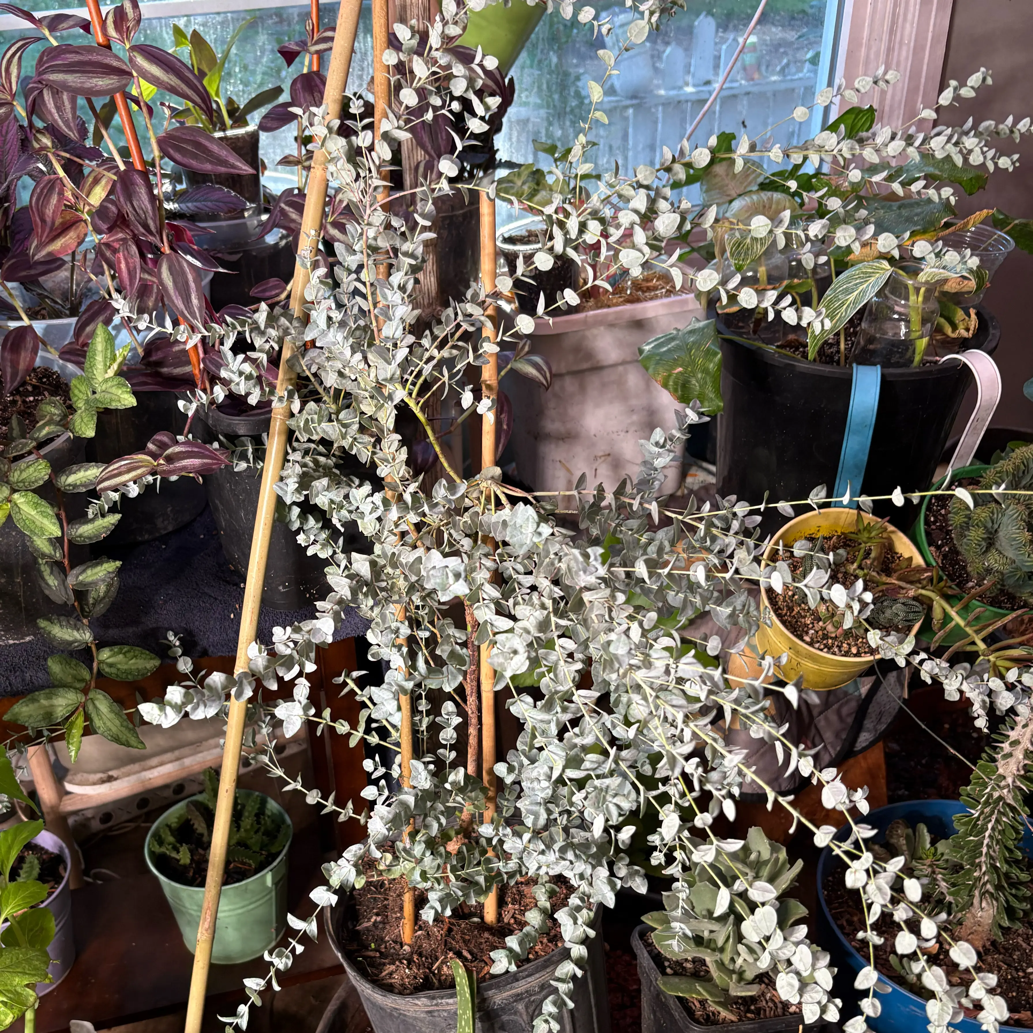 Photo of the plant species Moon Lagoon Eucalyptus by @Idplantthat named Harpy on Greg, the plant care app