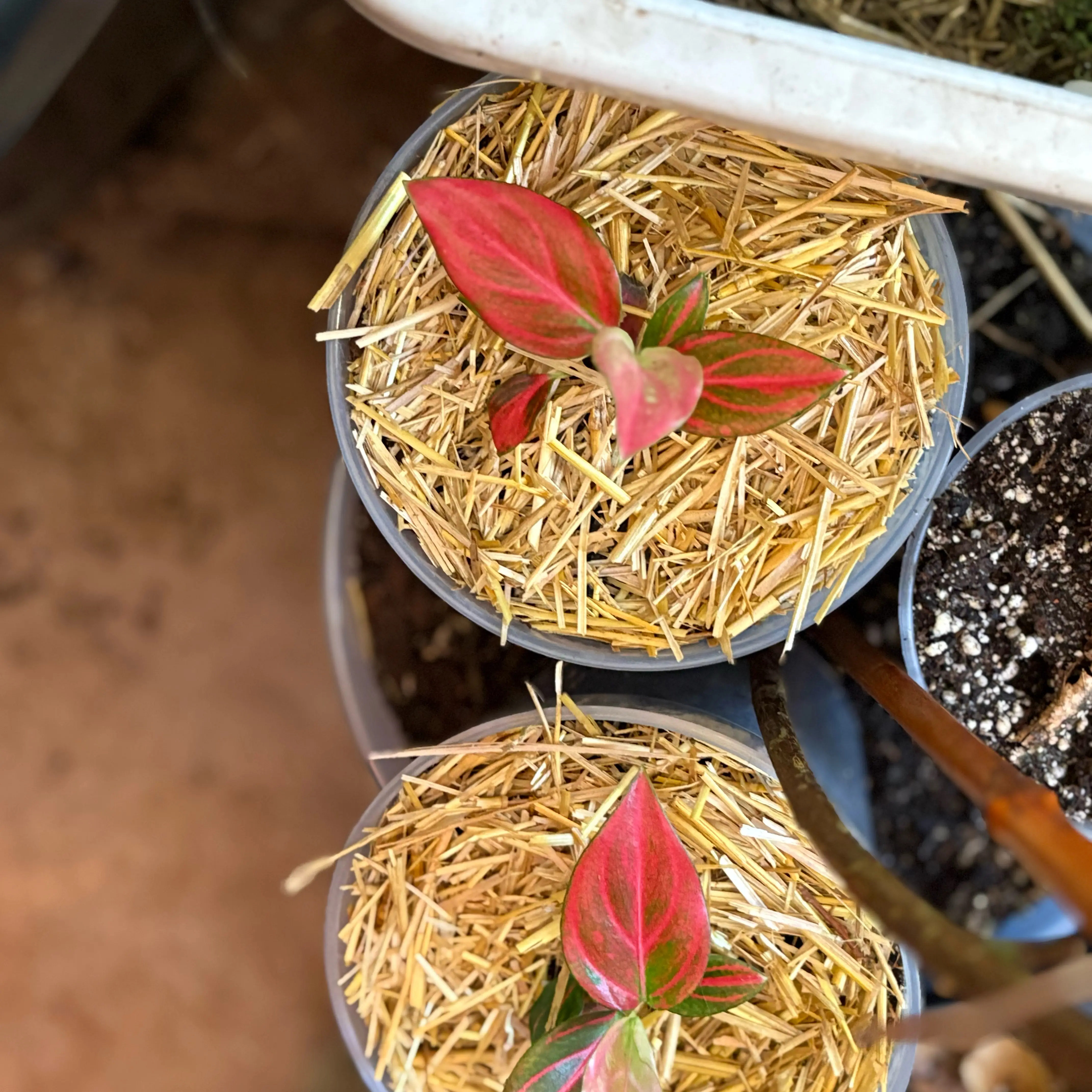 Photo of the plant species Red King by @Idplantthat named Don Juan on Greg, the plant care app