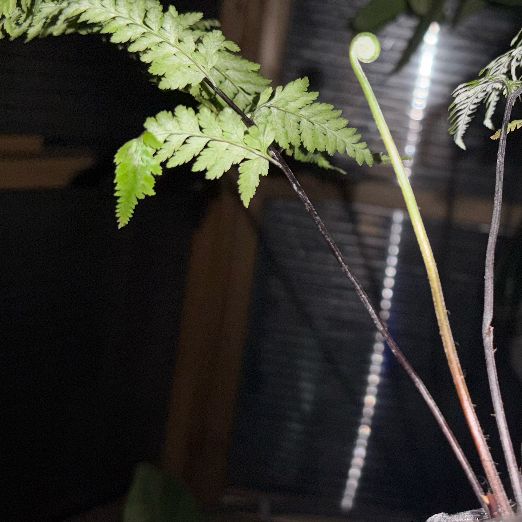 Photo of the plant species Australian Tree-Fern by @Idplantthat named Outback on Greg, the plant care app