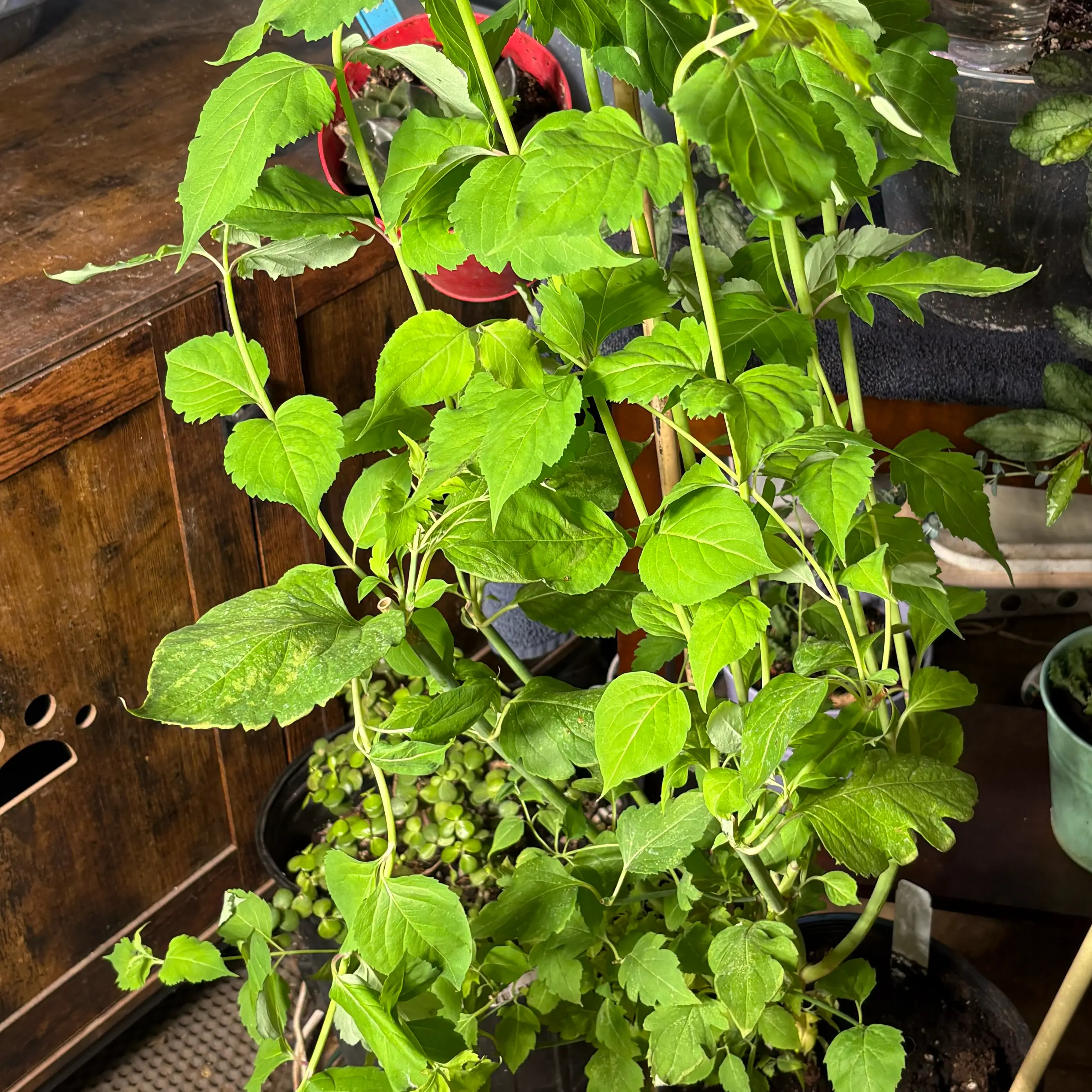 Photo of the plant species Chocolatw Berry by @Idplantthat named Wonka on Greg, the plant care app
