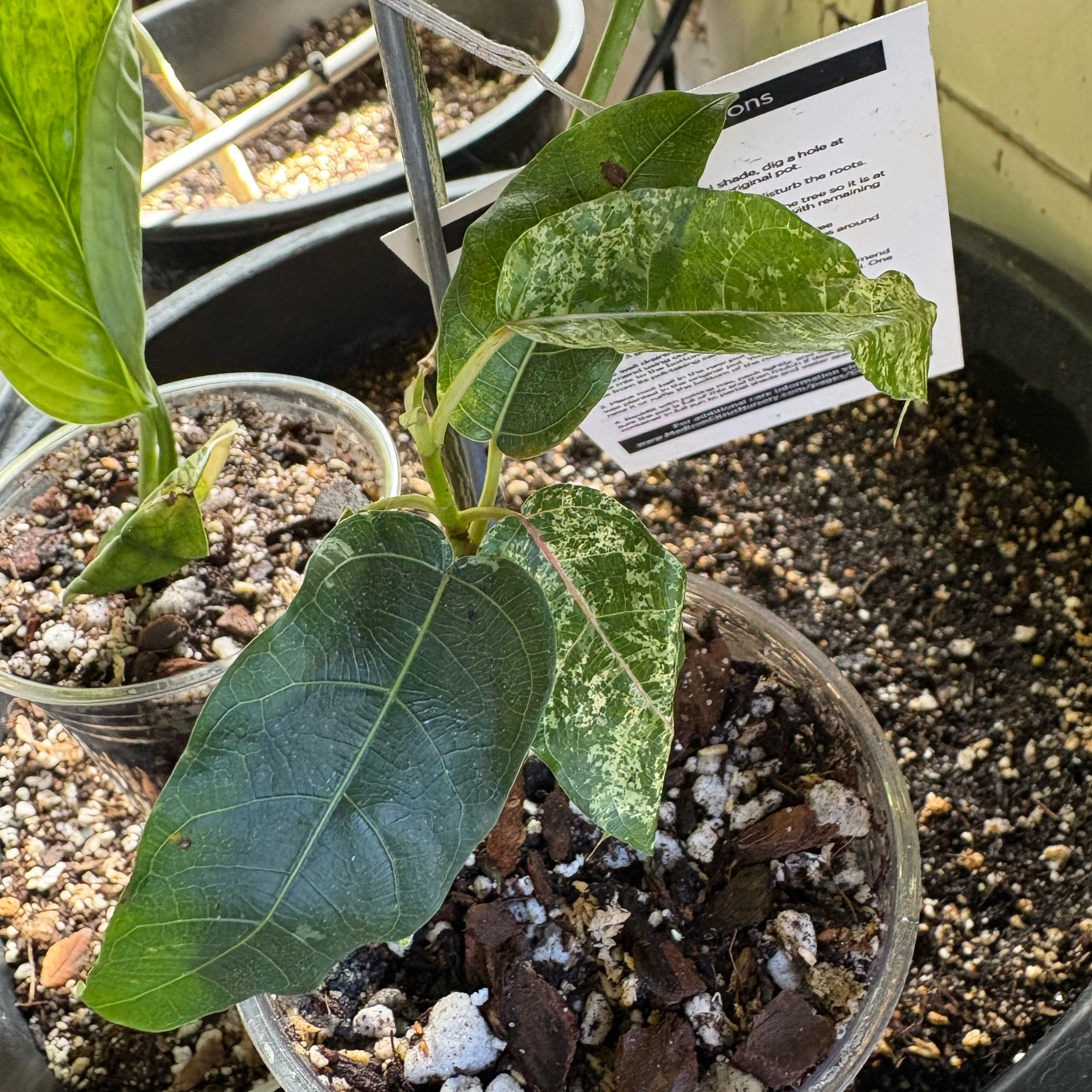 Photo of the plant species Ficus blizzard/snowstorm by @Idplantthat named Yeti Bliss on Greg, the plant care app