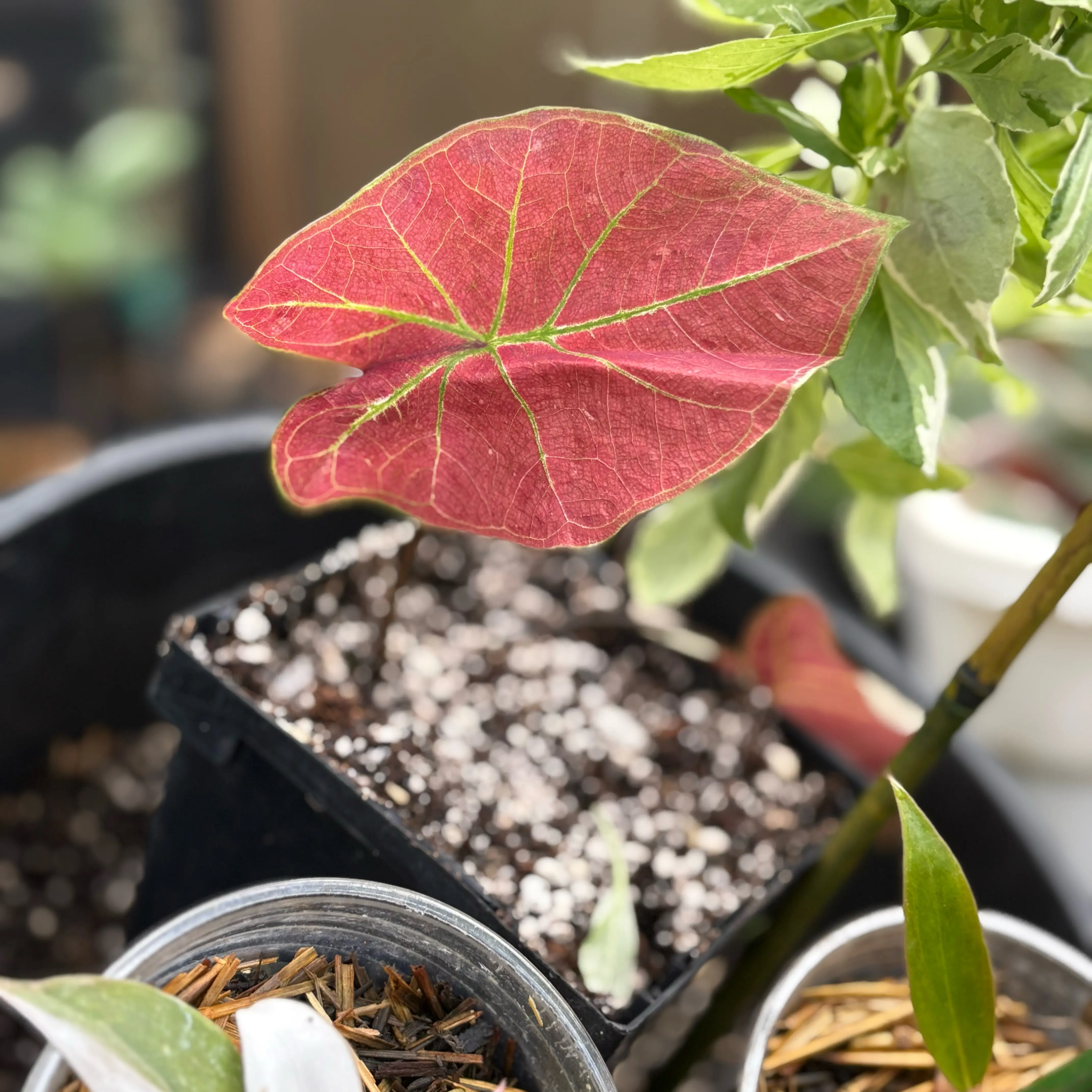 Photo of the plant species Caladium Scarlet Flame by @Idplantthat named Red Camo on Greg, the plant care app