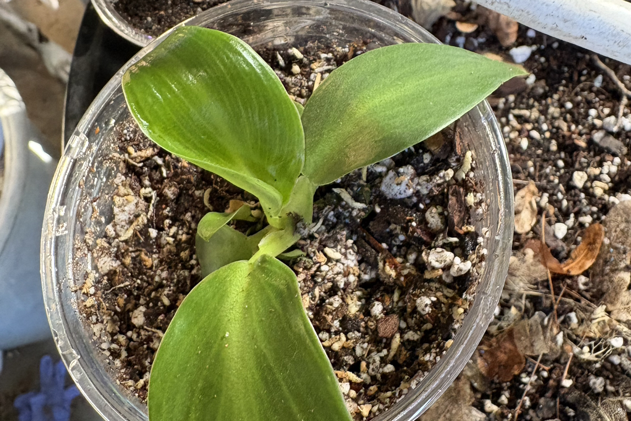 Photo of the plant species Pigskin Philodendron by @Idplantthat named Swiggle on Greg, the plant care app