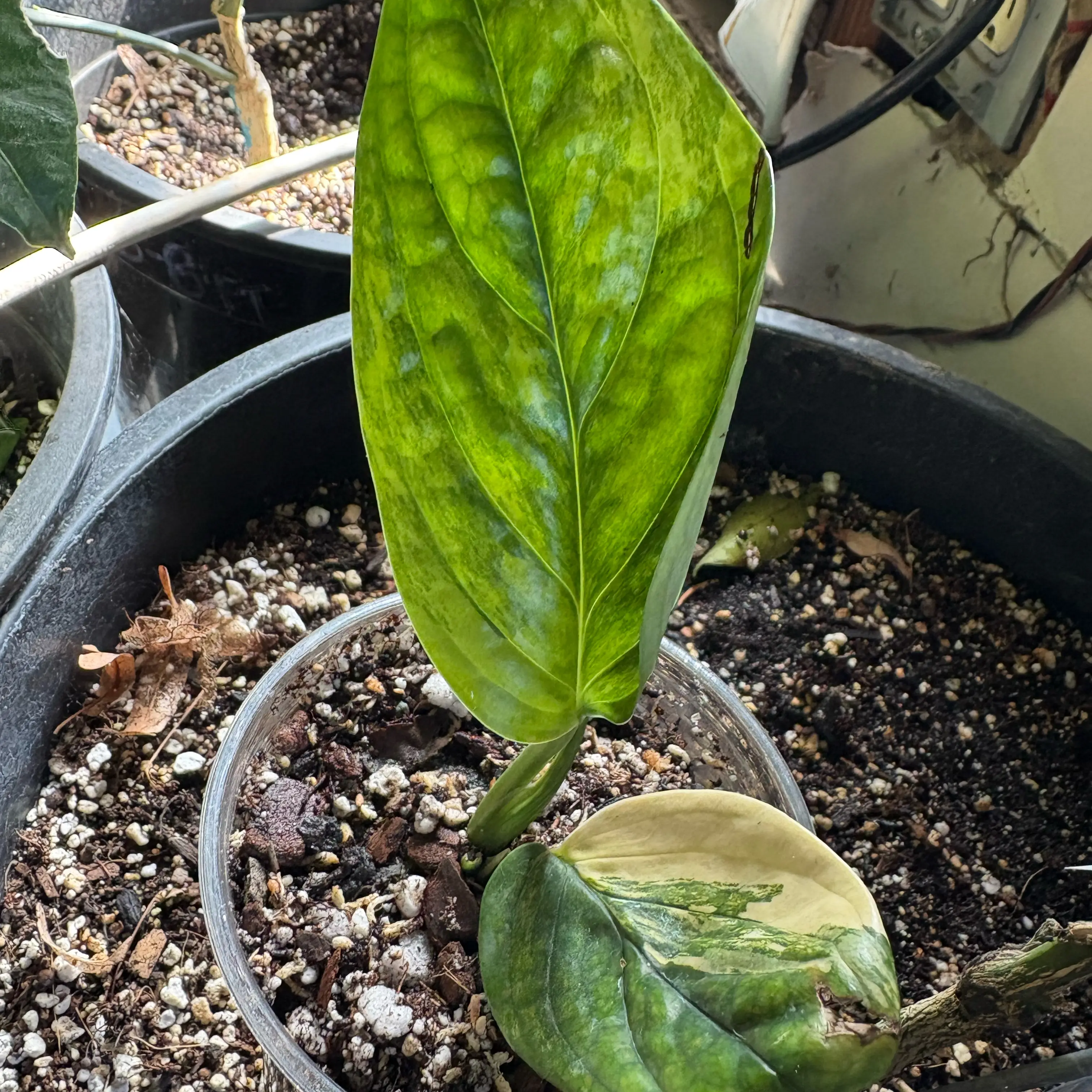 Photo of the plant species Alexa by @Idplantthat named Harry on Greg, the plant care app