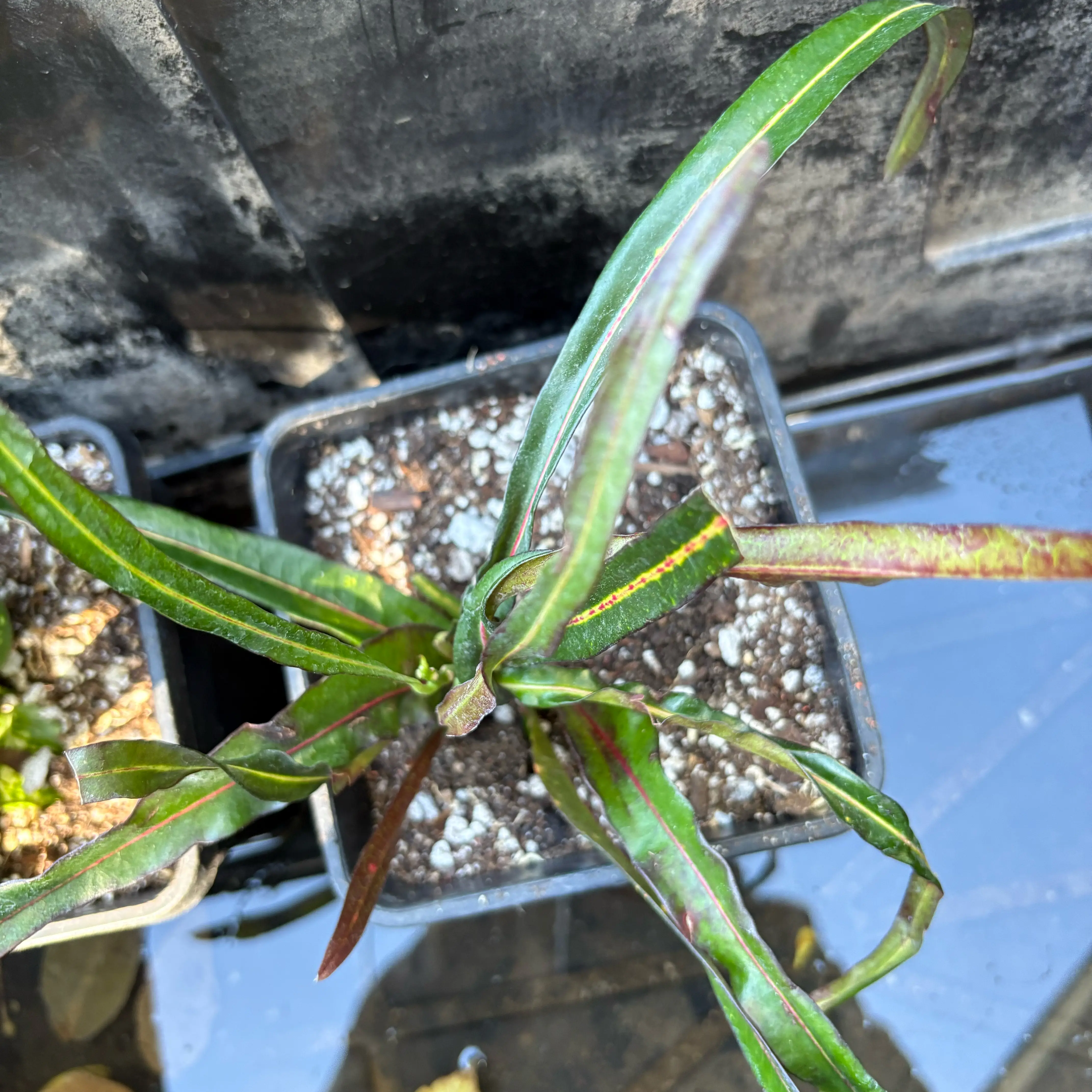 Photo of the plant species Izzy by @Idplantthat named Zanzibar Croton on Greg, the plant care app