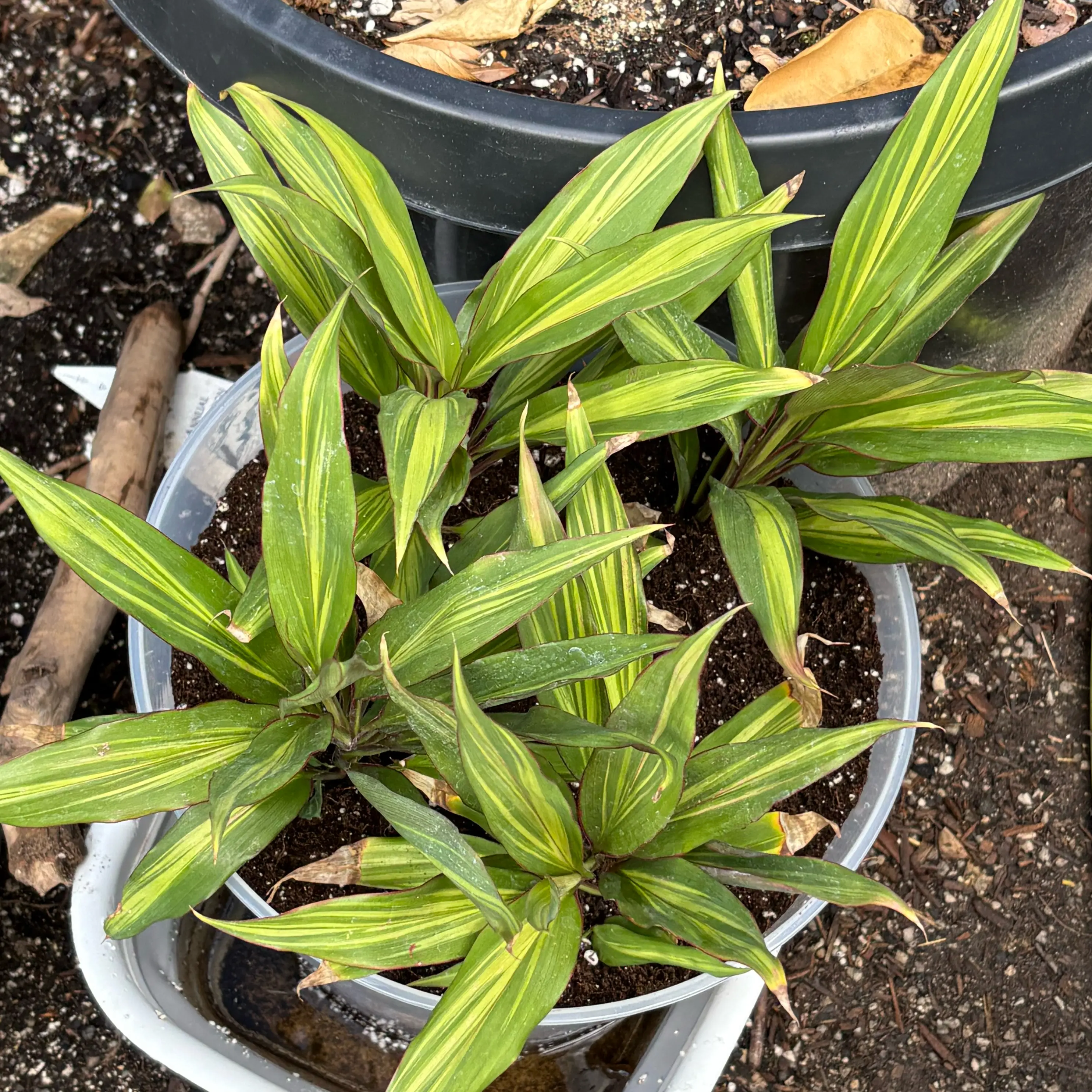 Photo of the plant species Hilo Rainbow Ti Plant by @Idplantthat named The kiwi sisters on Greg, the plant care app