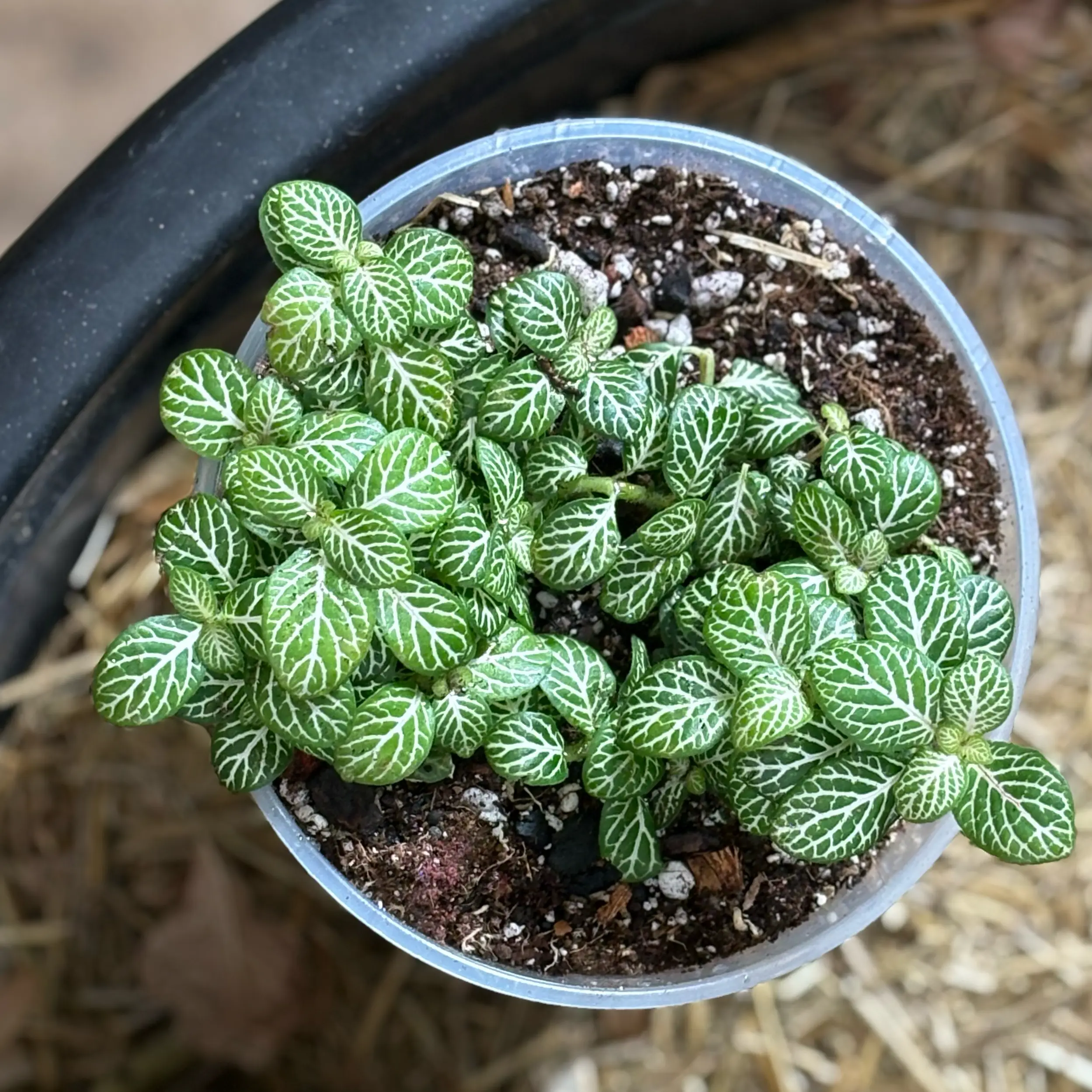 Photo of the plant species Fittonia 'Lemon' by @Idplantthat named Winifred on Greg, the plant care app