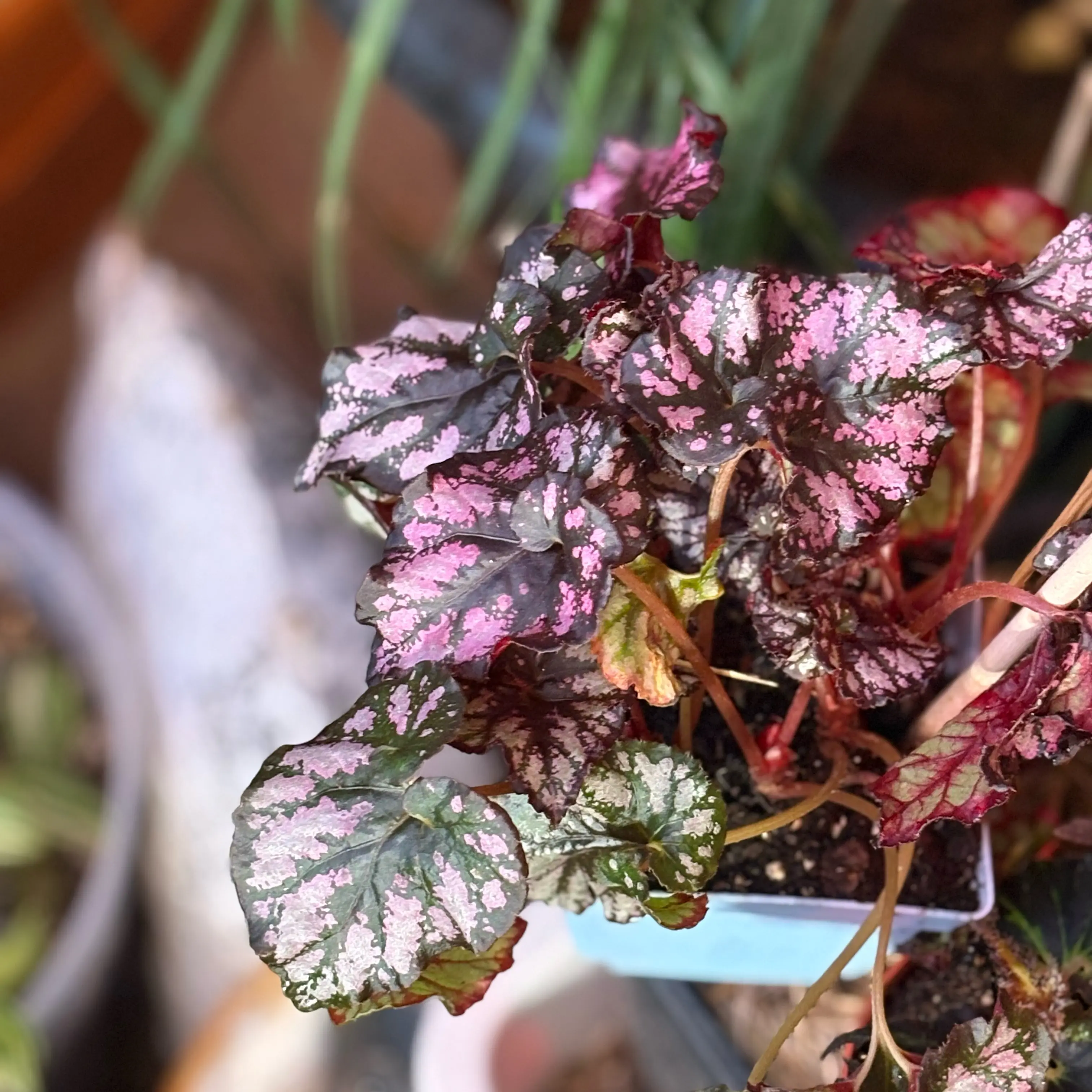 Photo of the plant species Harmony's Royal Majesty Begonia by @Idplantthat named Ada Jean on Greg, the plant care app