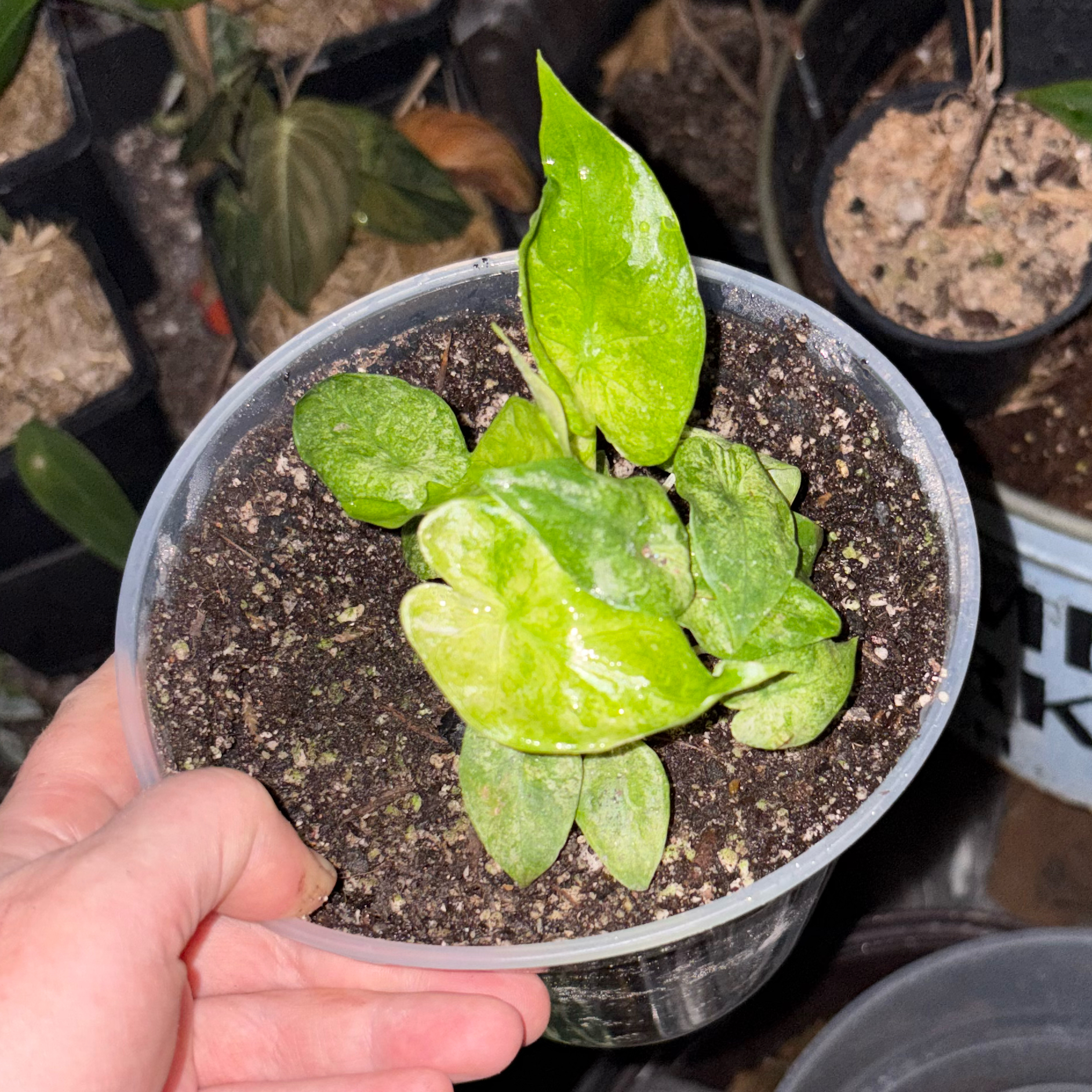 Photo of the plant species Alocasia Simpo Albo by @Idplantthat named boogeyman on Greg, the plant care app