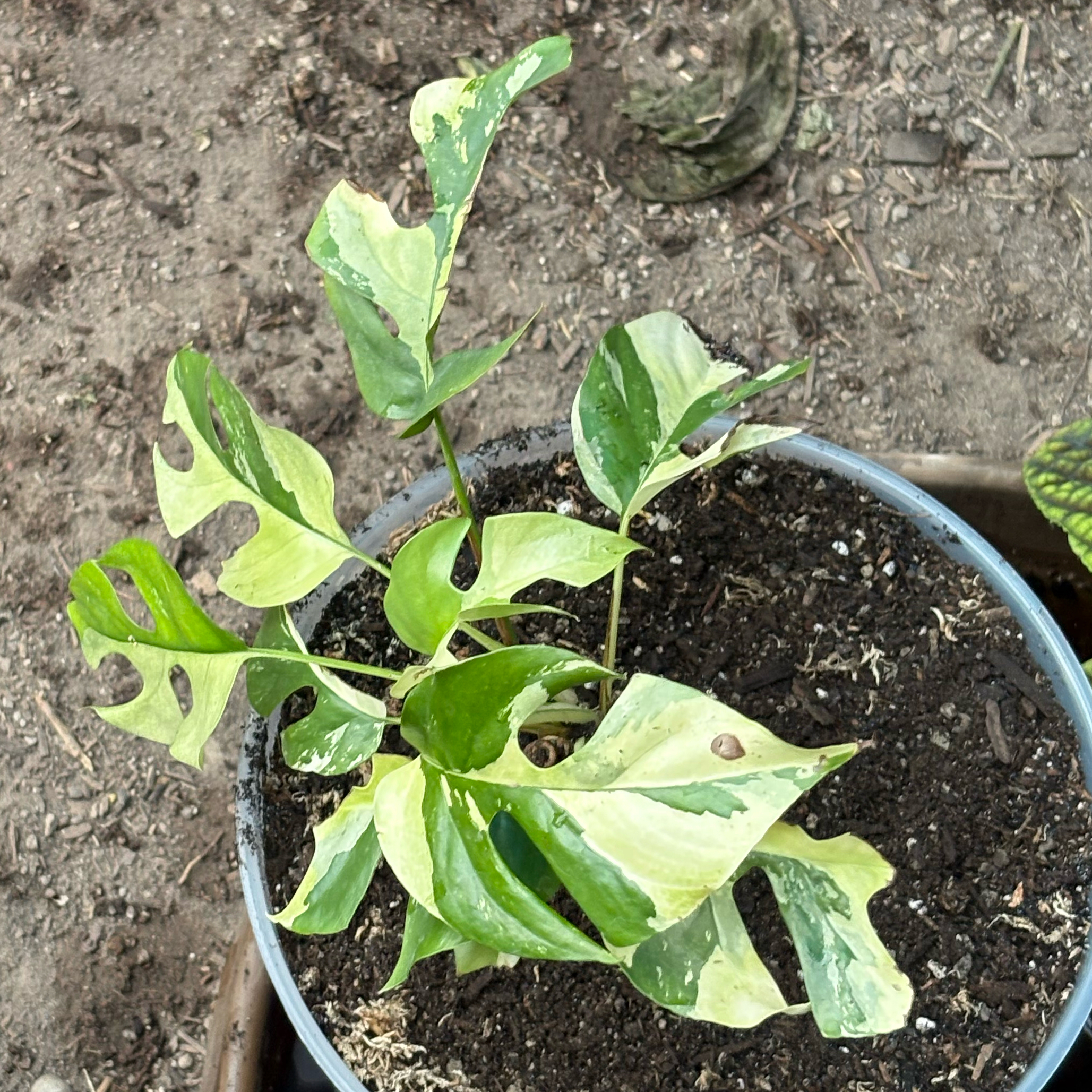 Photo of the plant species Aurea Variegated Mini Monstera by @Idplantthat named Babylon on Greg, the plant care app