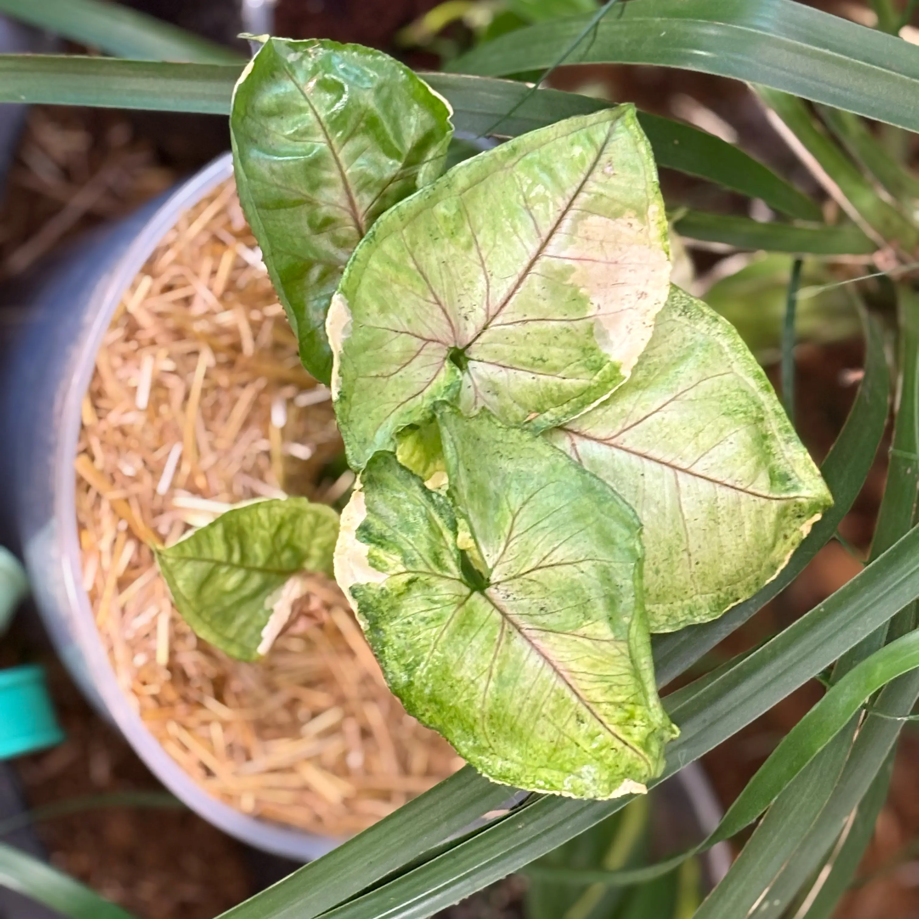Photo of the plant species Sygonium Orm Nak by @Idplantthat named Griffin on Greg, the plant care app