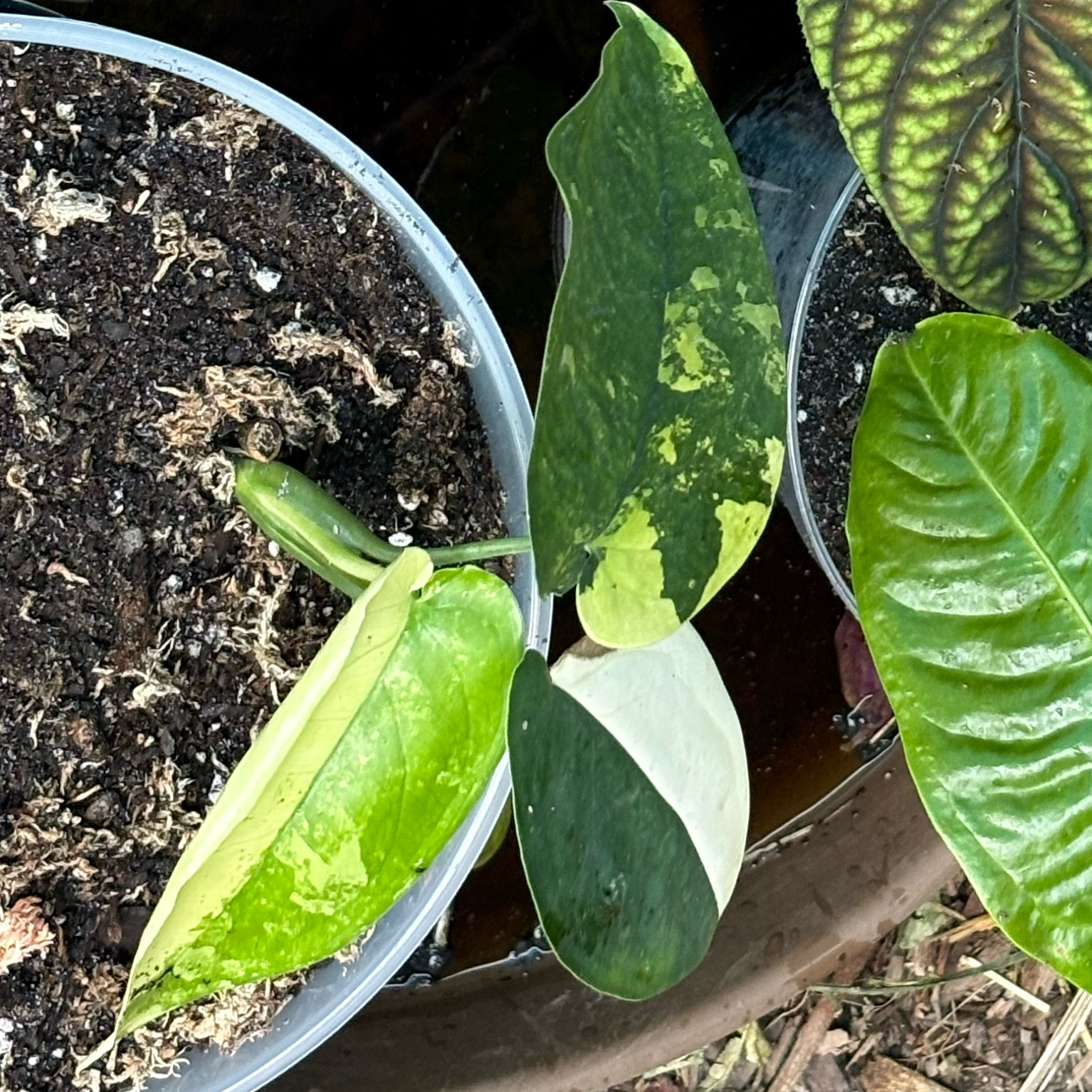 Photo of the plant species Variegated Chiapense by @Idplantthat named Labyrinth on Greg, the plant care app