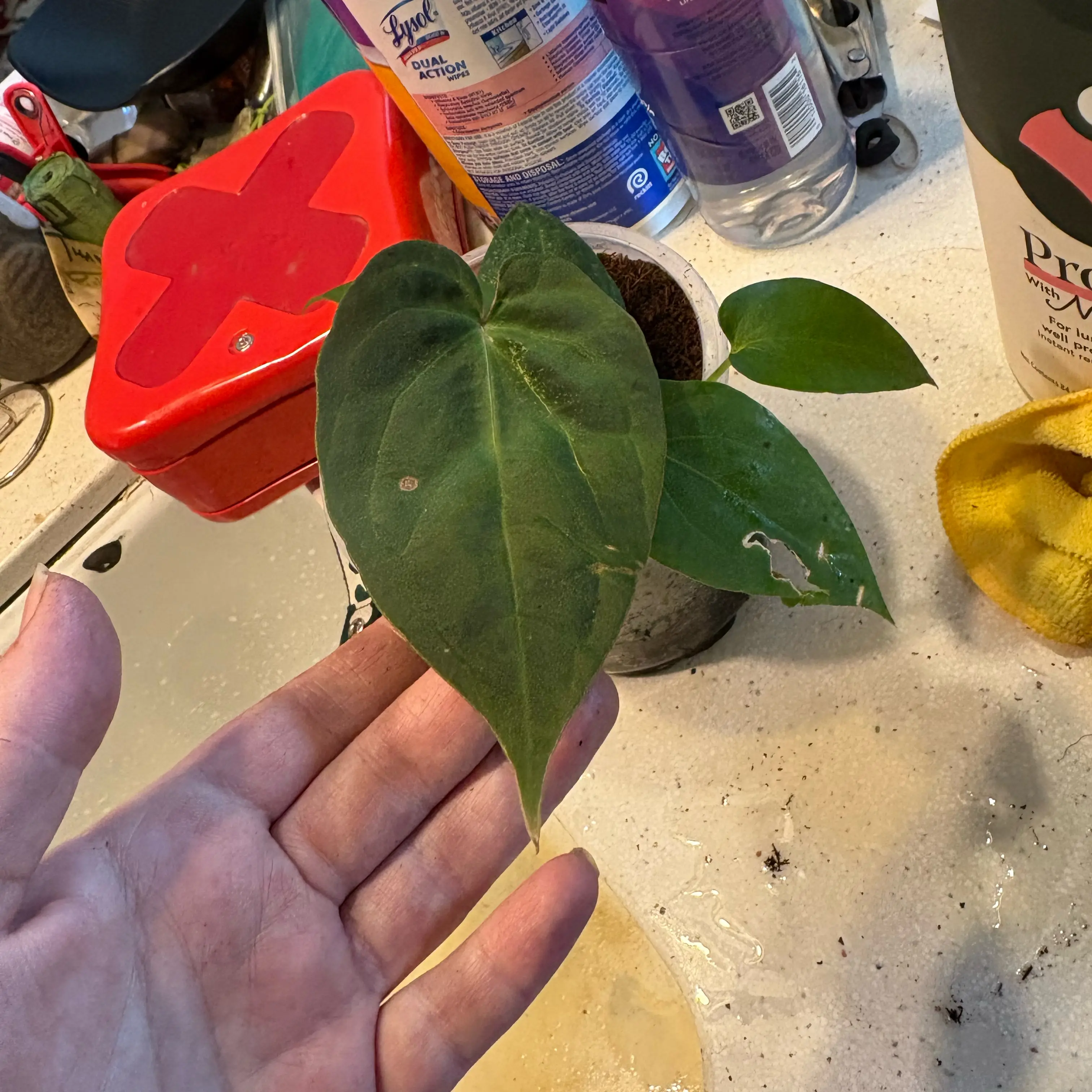 Photo of the plant species Anthurium ferryae by @Idplantthat named Minos on Greg, the plant care app