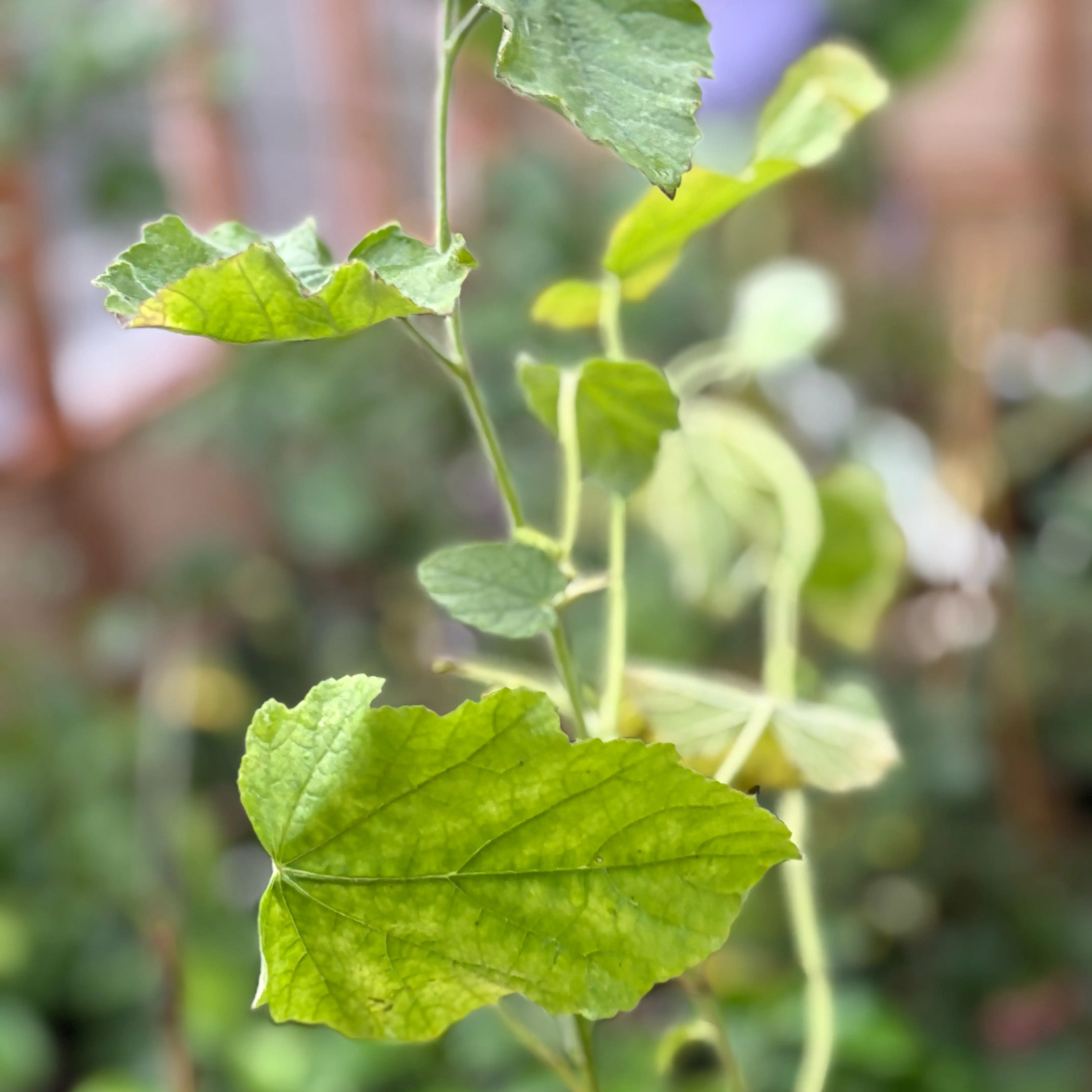 Photo of the plant species Lamium 'Marshmallow' by @Idplantthat named Qilin on Greg, the plant care app